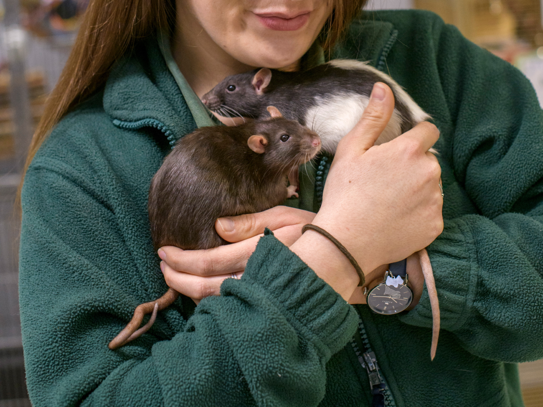 A person in a green jacket gently holds two pet rats, one dark brown and one black and white, in their arms. The person is smiling softly and wearing a round badge and a wristband.