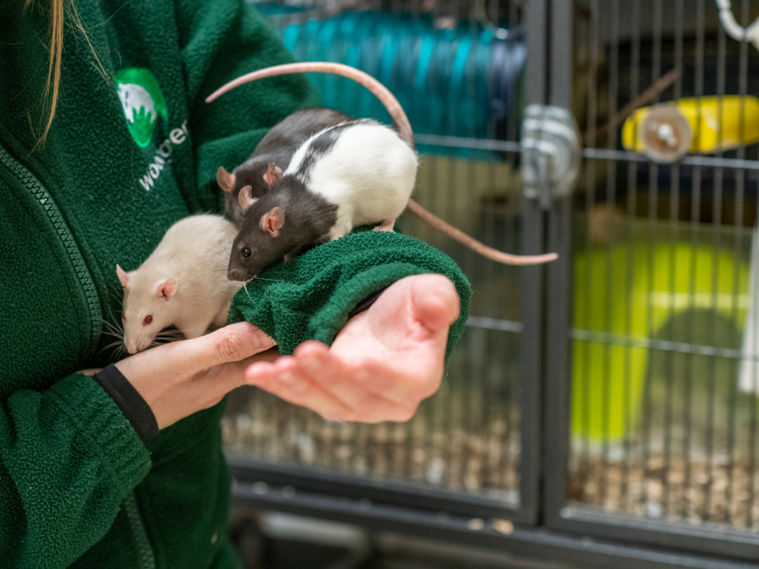 A person in a green jumper holds three pet rats—one white, one black and white, and one grey—in front of a cage with animal supplies in the background.