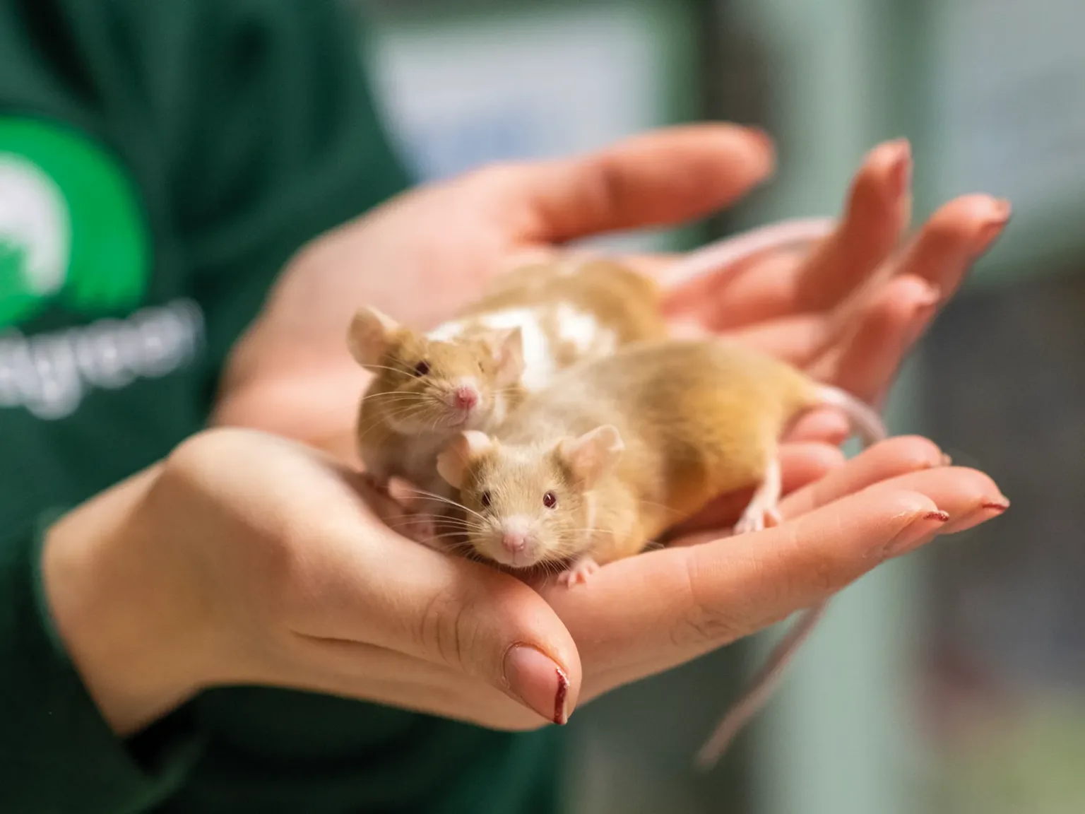 Two small, light brown and white mice rest in a person’s gently cupped hands. The person is wearing a dark green shirt, and the background is softly blurred.