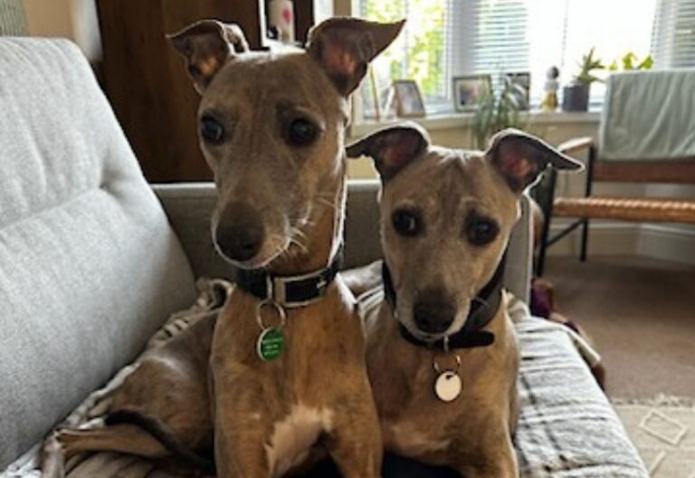 Two brown whippet dogs with dark collars sit close together on a grey sofa in a cosy, well-lit living room with plants and framed photos in the background.