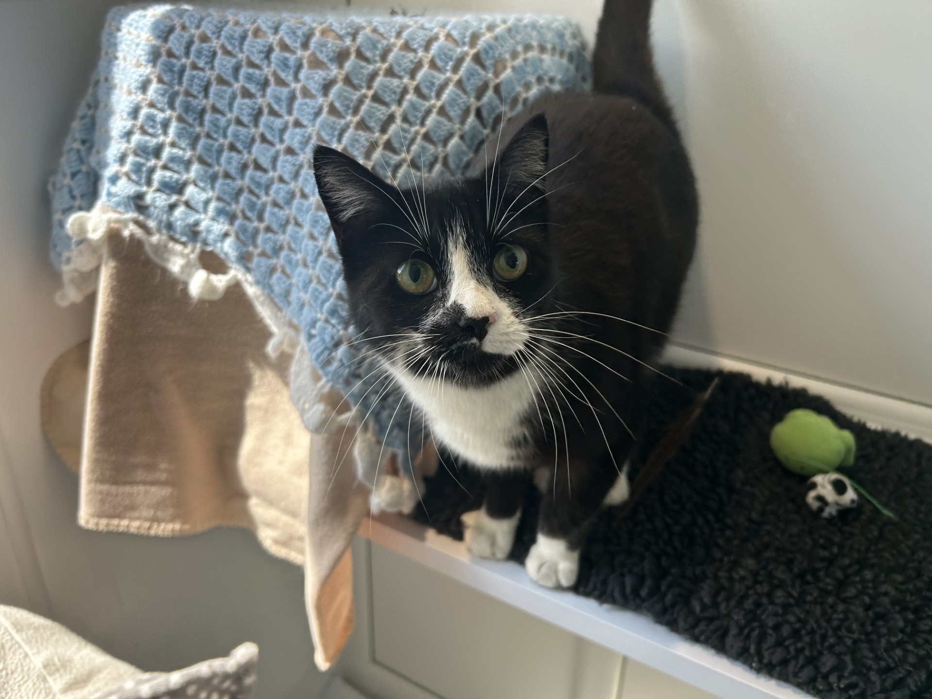 A black and white cat with bright green eyes stands on a windowsill next to a green toy and a small football, with a crochet blanket draped nearby. Sunlight shines on the cat and the blanket.