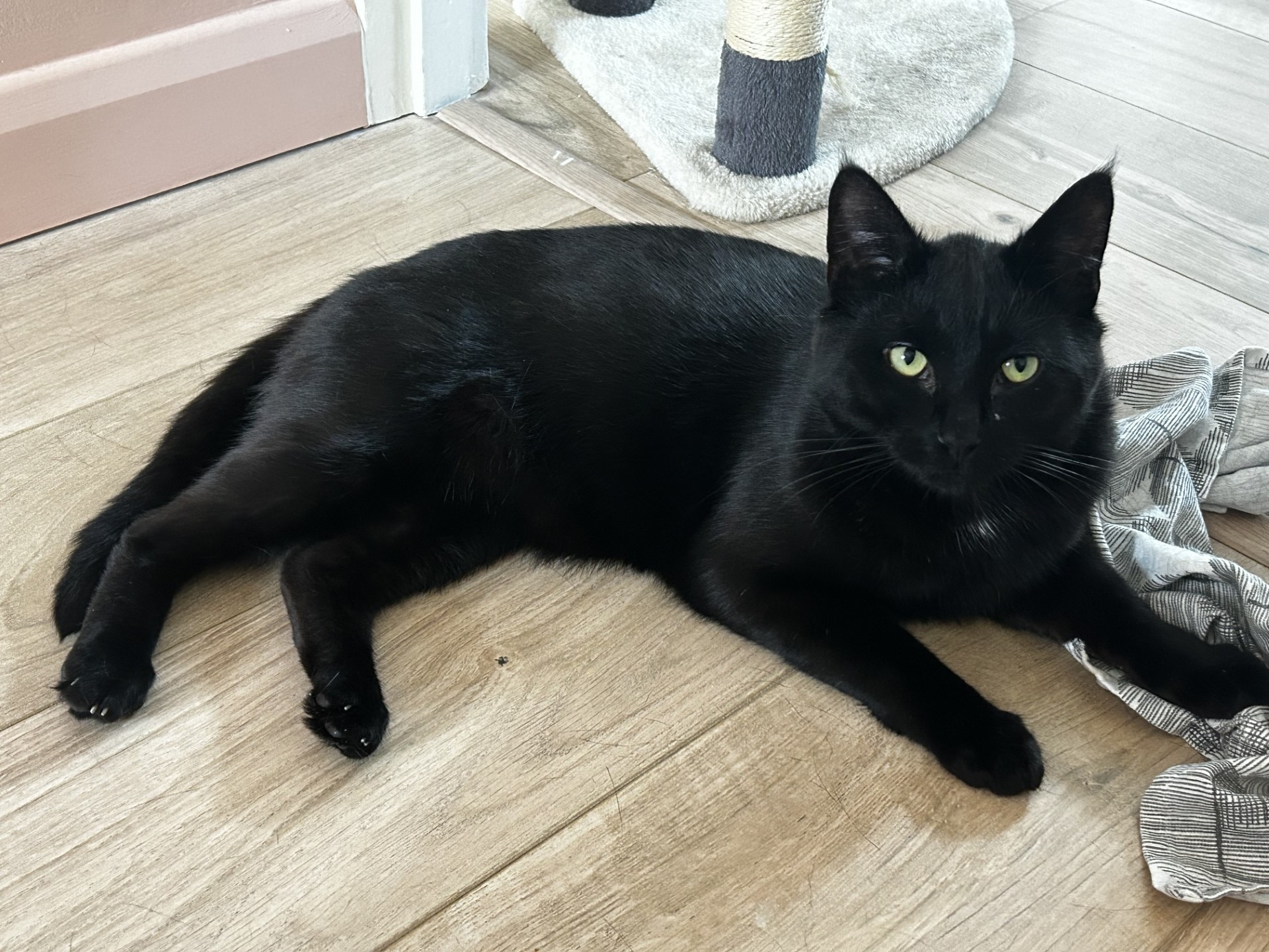 A black cat with green eyes lies on a light wooden floor near a scratching post and a striped cloth, looking up at the camera.