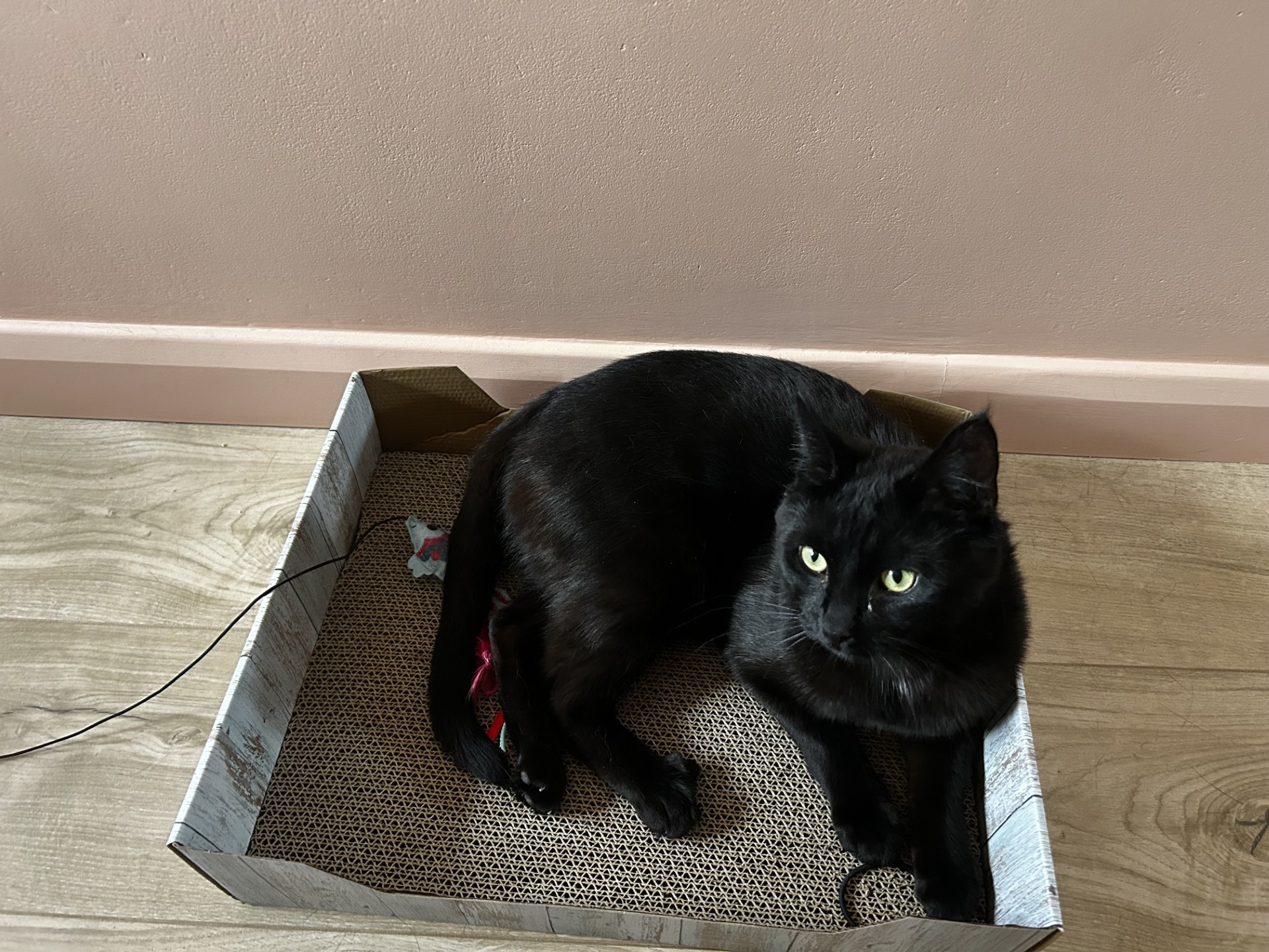A black cat with green eyes is lying in a rectangular, textured box on a wooden floor, near a pinkish-beige wall. The cat looks slightly to the right, appearing relaxed and alert.
