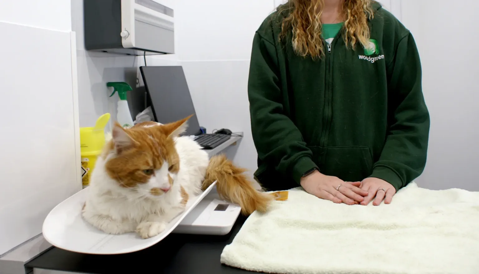 A white and orange cat lies on a set of scales at a veterinary surgery next to a person in a green jumper, who is standing behind a towel-covered table.