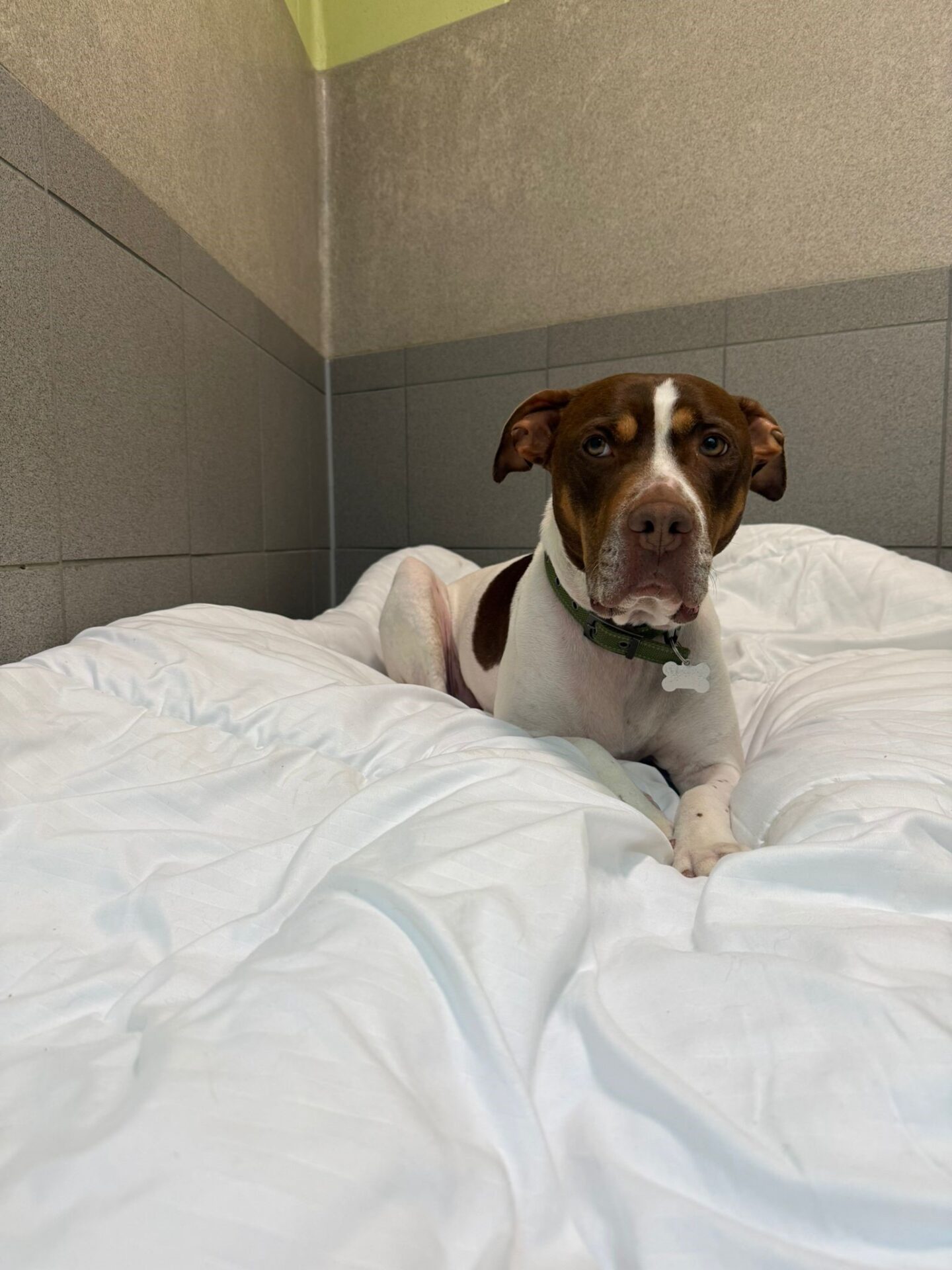 A brown and white dog with a green collar lies on a white blanket in a corner of a room with grey tiled walls, looking directly at the camera.