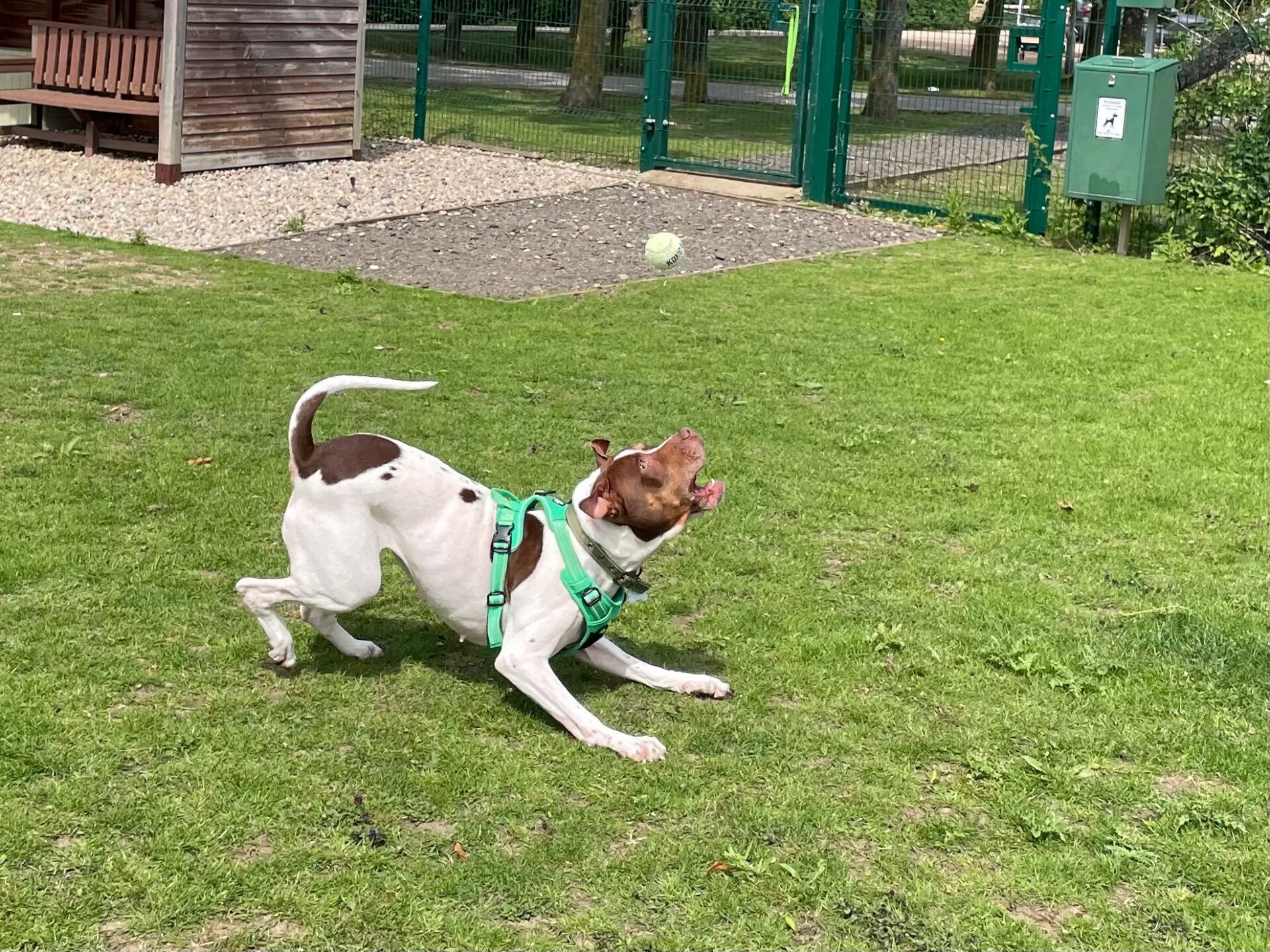 A white and brown dog wearing a green harness crouches on grass, excitedly looking up with its mouth open as it prepares to catch a tennis ball in mid-air at a fenced park.