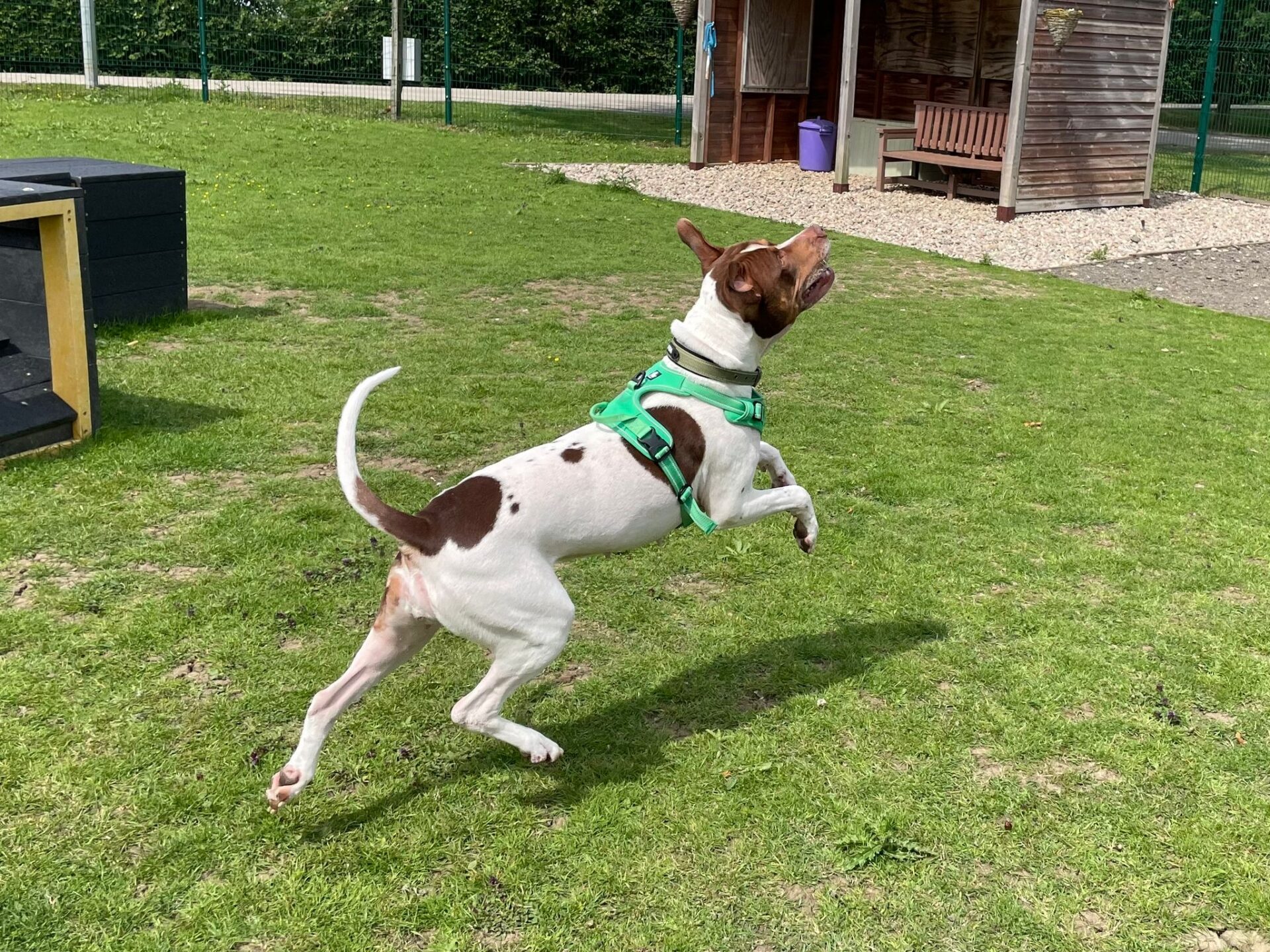 A white and brown dog wearing a green harness jumps excitedly on a grassy lawn near a wooden shelter on a sunny day.