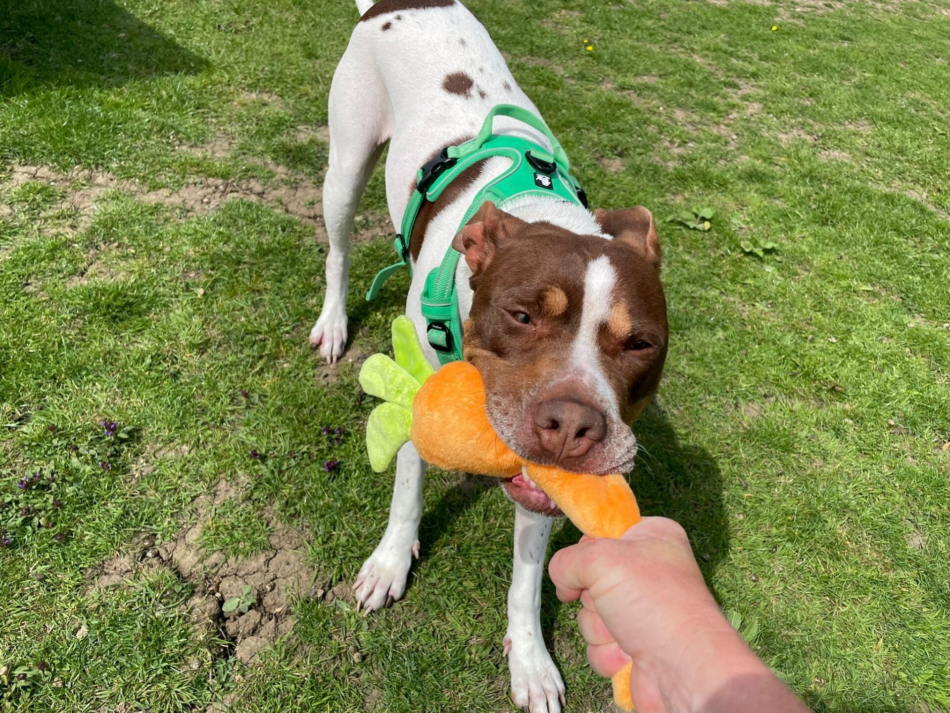A brown and white dog wearing a green harness tugs on an orange carrot-shaped soft toy being held by a person, standing on grass in an outdoor setting.