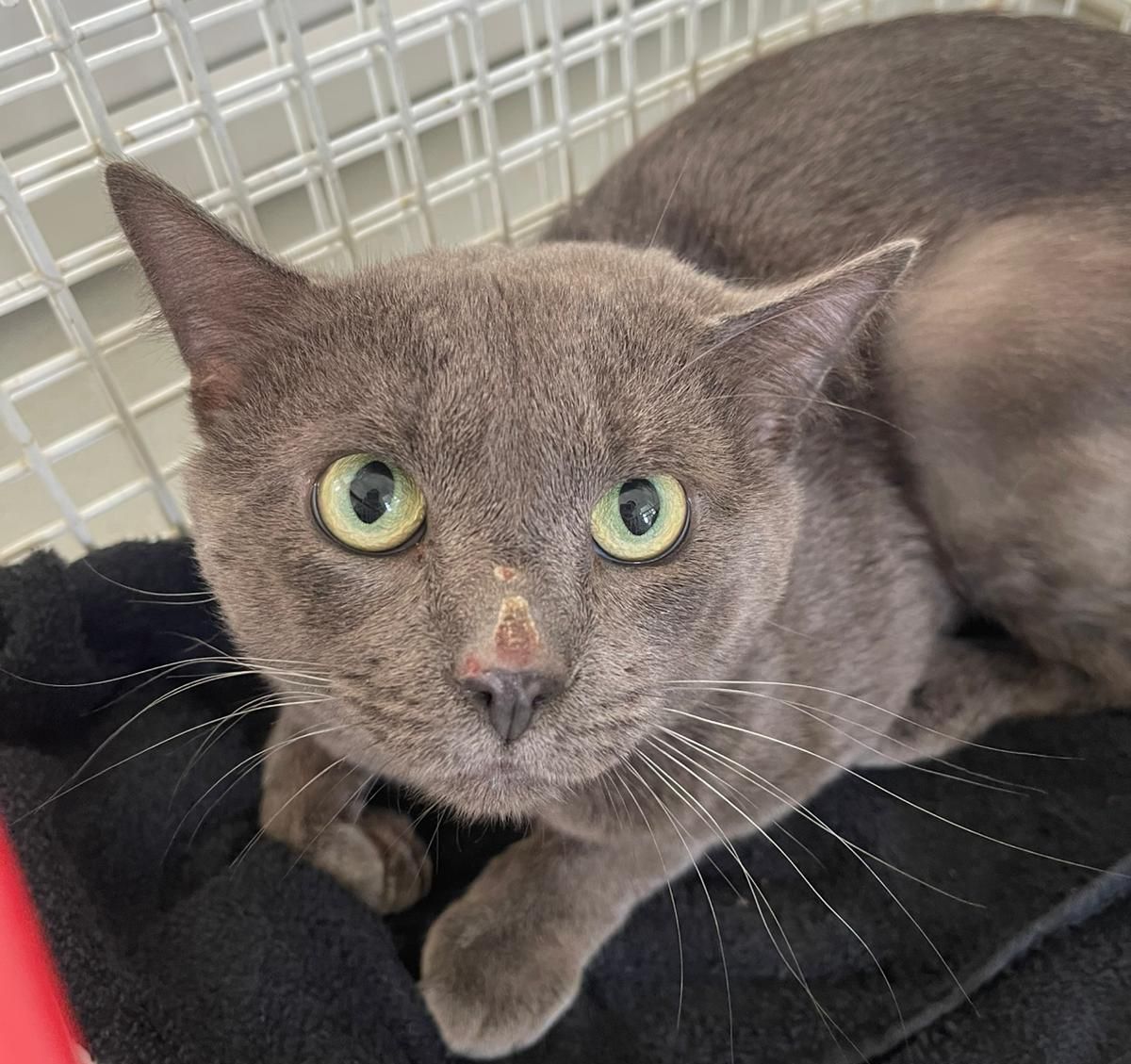A grey cat with green eyes lies on a black blanket inside a metal cage, looking up with wide eyes. There is a small, light brown patch on the cat’s nose.