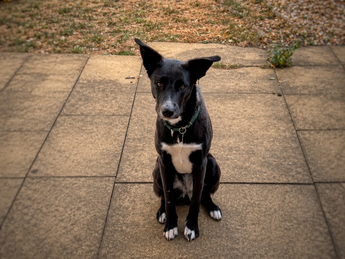 A dog with black fur and white markings sits on a paved surface, looking up at the camera with ears pricked and tail down. There is grass and gravel in the background.