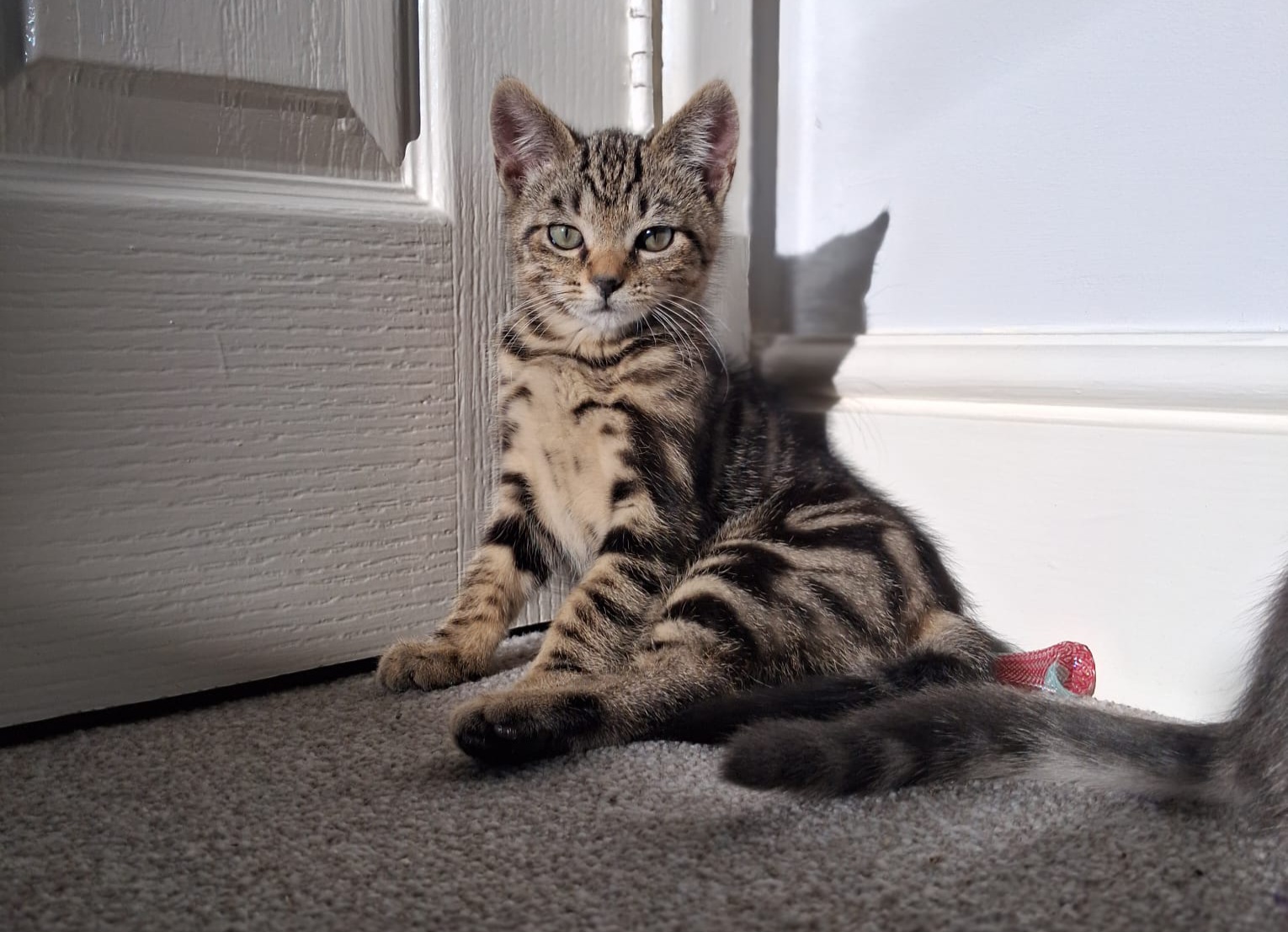 A tabby kitten with striped fur sits on a carpet by a white door and wall, looking directly at the camera. Sunlight casts its shadow onto the wall and floor.