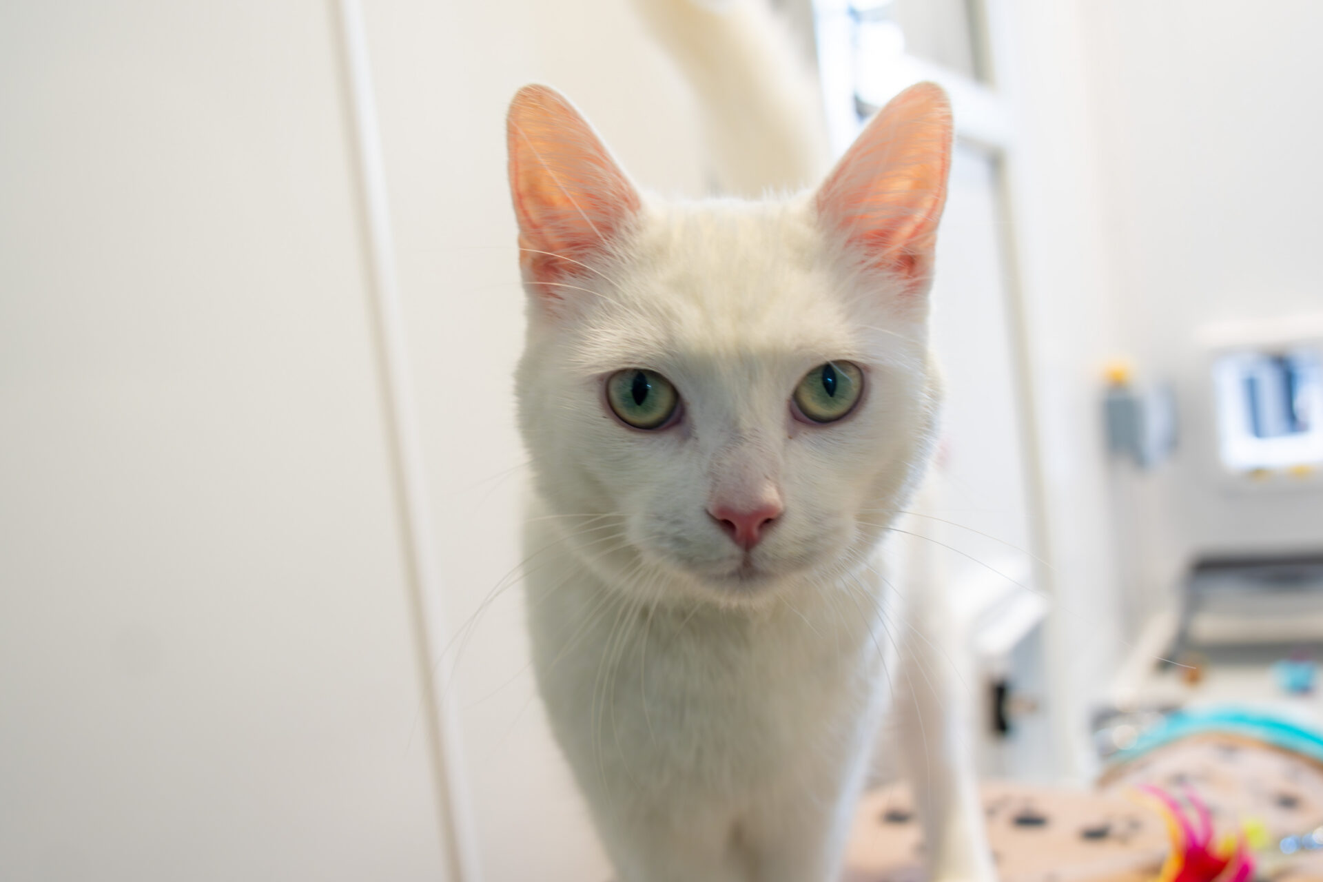 A close-up of a white cat with green eyes, standing indoors and looking directly at the camera. The background is softly blurred, showing some furniture and colourful objects.