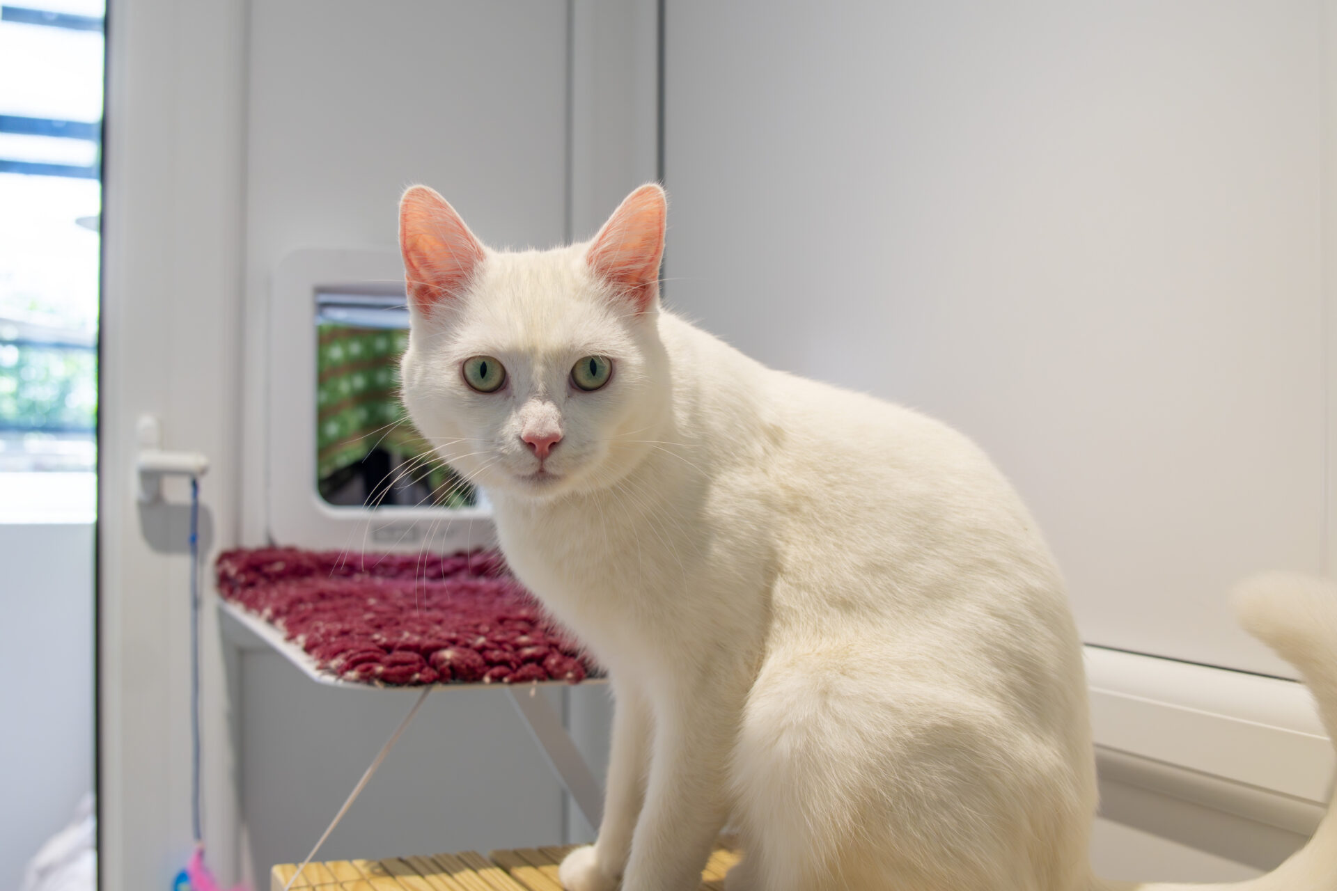 A white cat with green eyes sits indoors on a wooden surface, looking at the camera. Behind the cat is a cat flap on a door and a platform covered with a red mat. The room appears bright and clean.