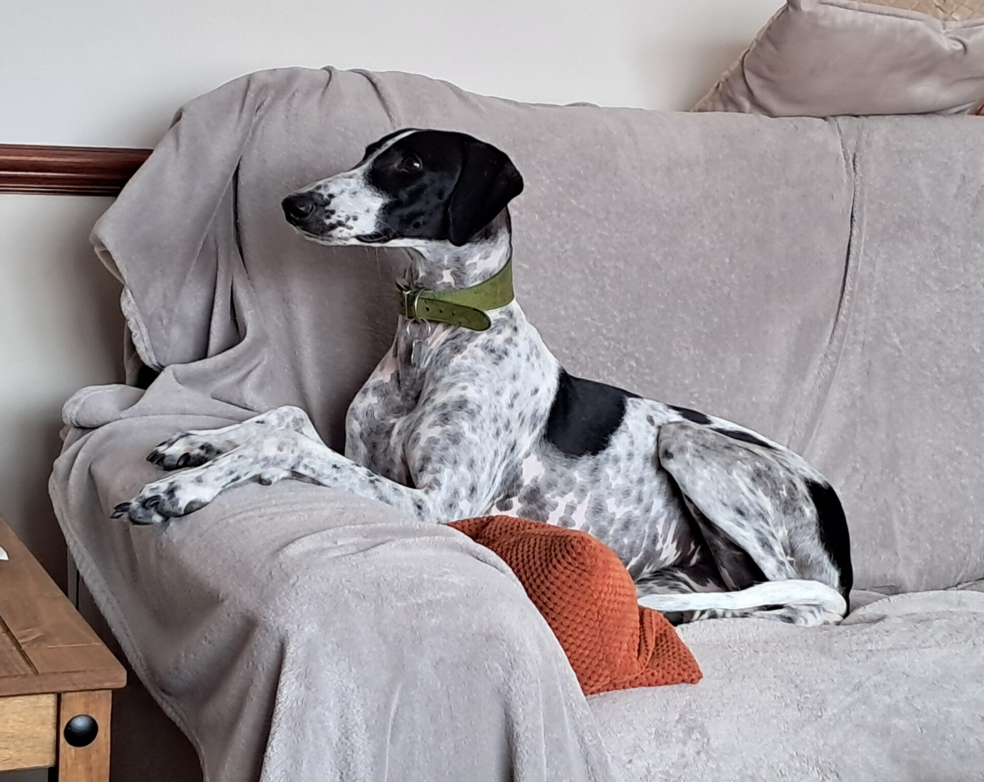 A black and white dog with a green collar lies on a beige sofa, its front paws stretched out and head alert, with an orange cushion underneath its body.