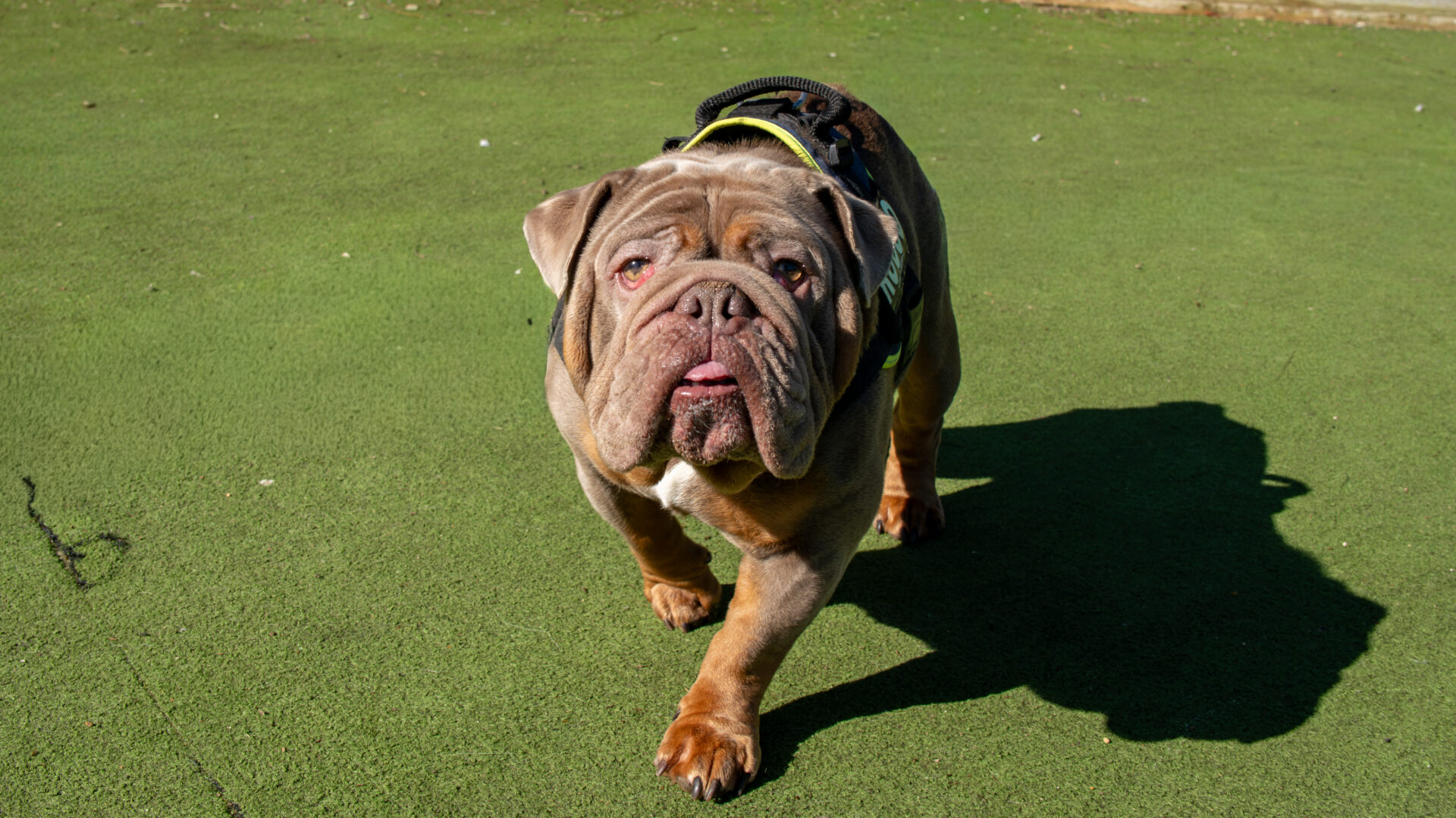 A brown bulldog wearing a harness walks towards the camera on a green grassy surface, casting a shadow in the sunlight.