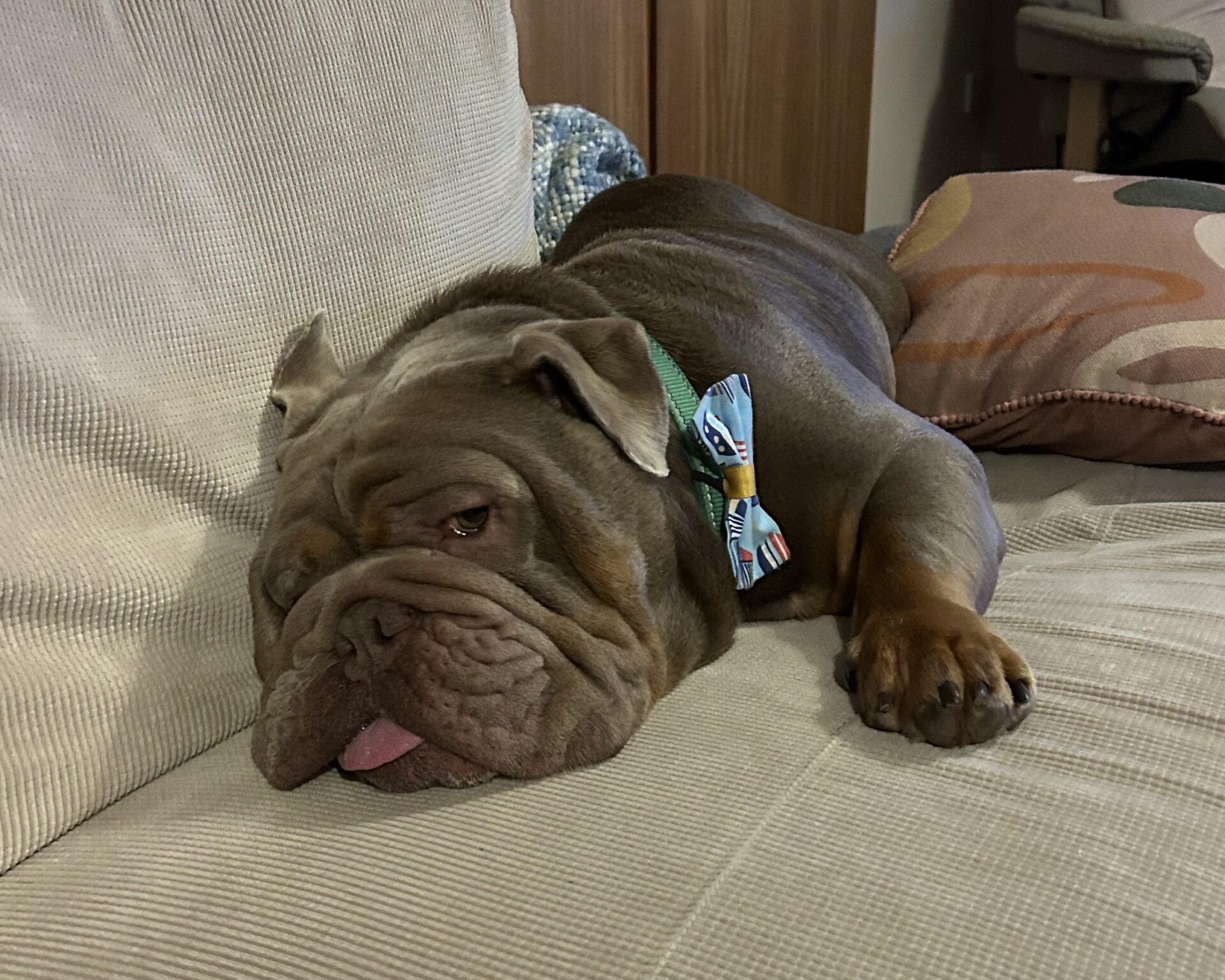 A brown bulldog wearing a colourful bow tie lies on a beige sofa, resting its head on the cushion with its tongue slightly sticking out and a pillow in the background.