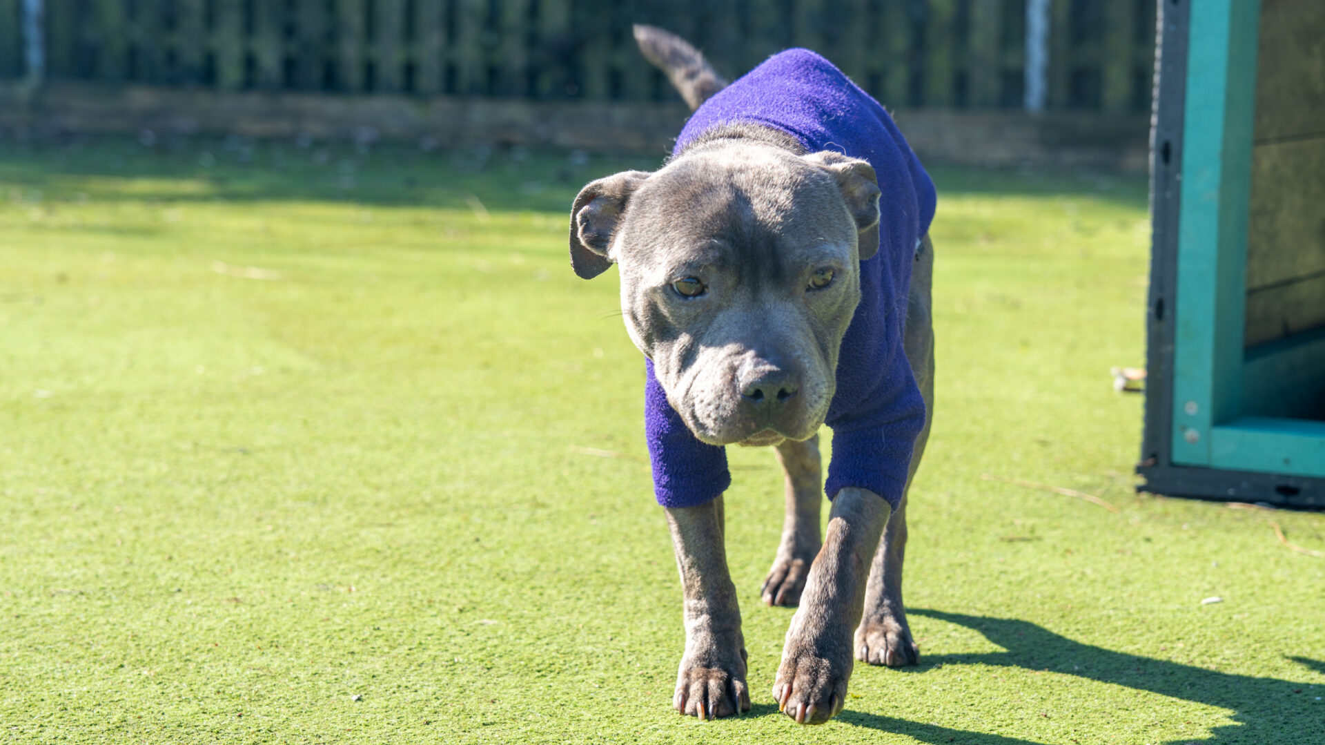 A grey dog with cropped ears wearing a purple jumper stands on green artificial grass near a structure, with a fence and sunlight in the background.
