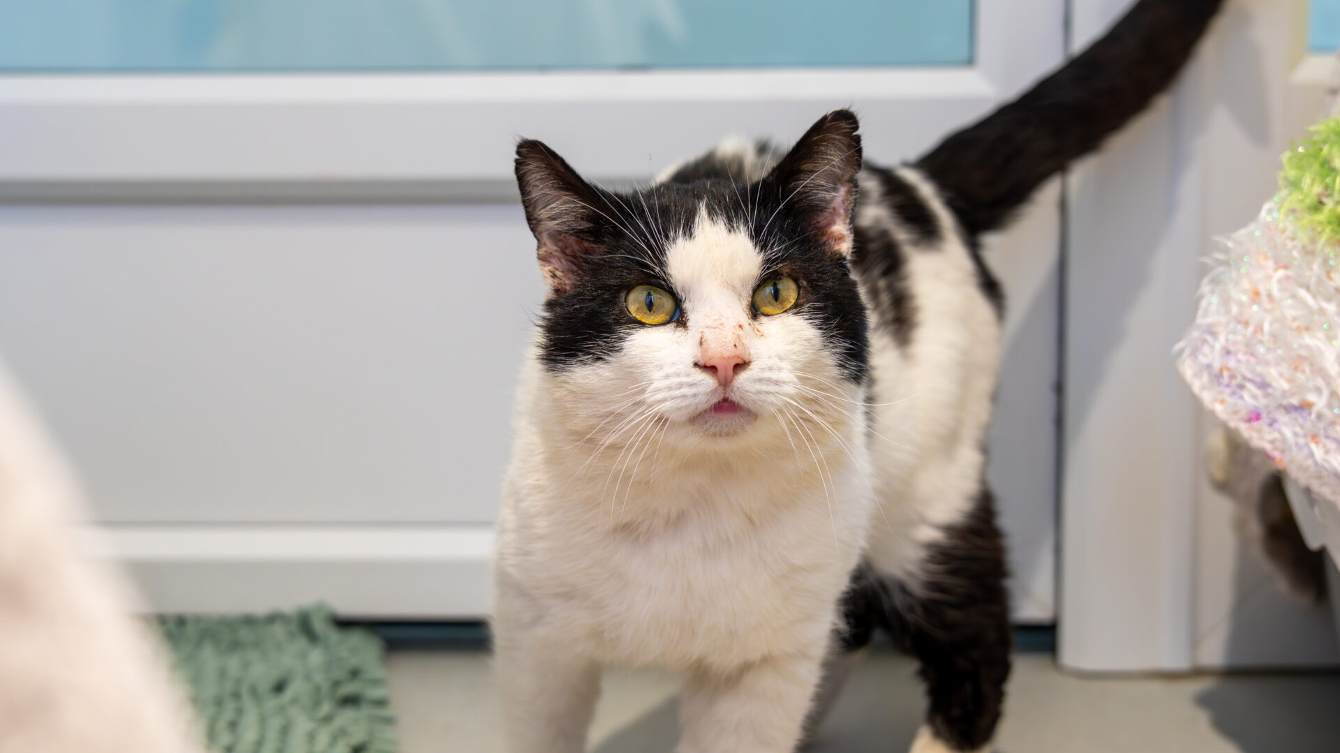A black and white cat with yellow eyes stands indoors on a light-coloured floor, looking directly at the camera. Its ears are alert, and its tail is raised. The background shows a door and some household items.
