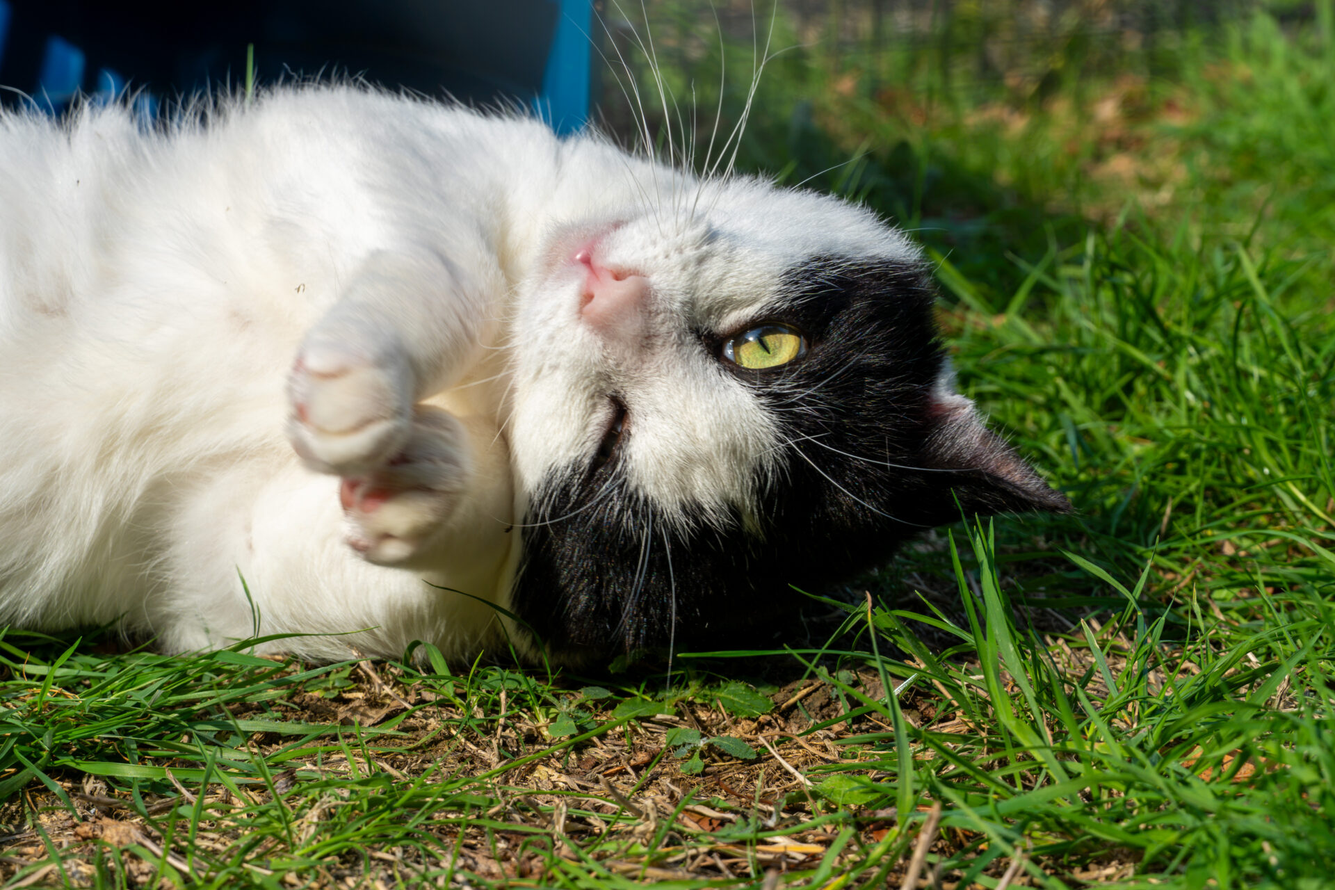 A black and white cat rolling on its back in the grass.