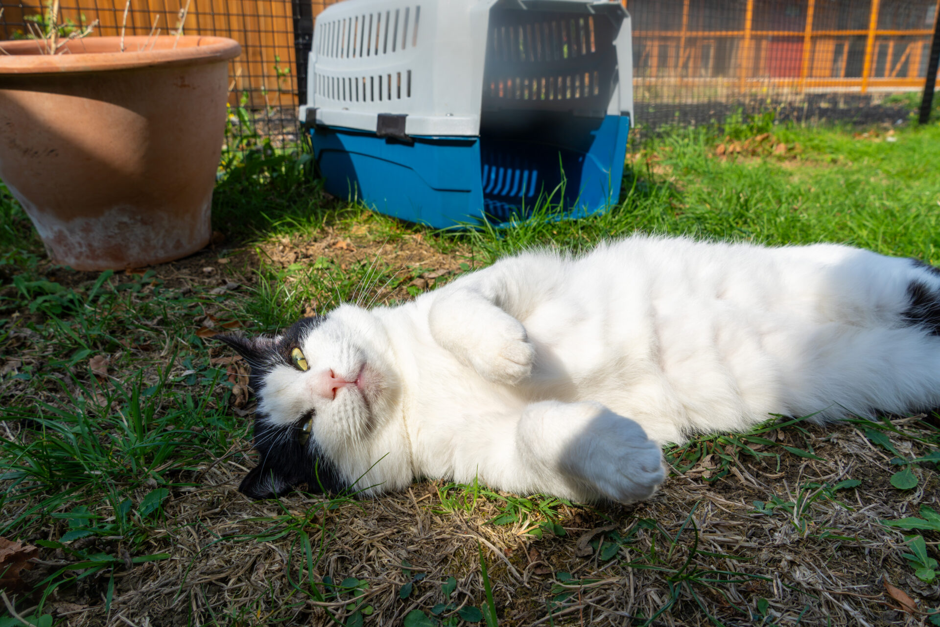 A black and white cat lying on its back on the grass in front of a blue pet carrier.