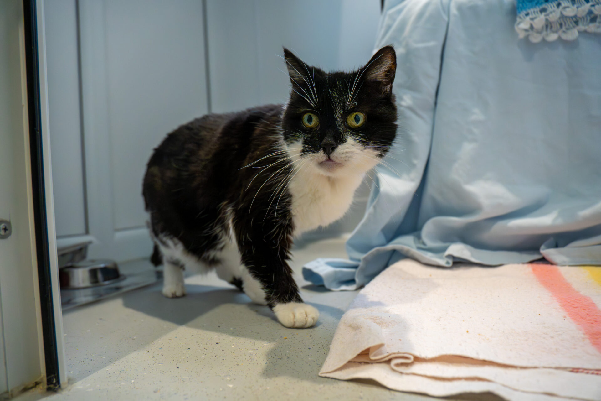 A black and white cat with wide green eyes stands on a light-coloured floor near a blanket and a bowl, looking curiously towards the camera in a cosy indoor setting.