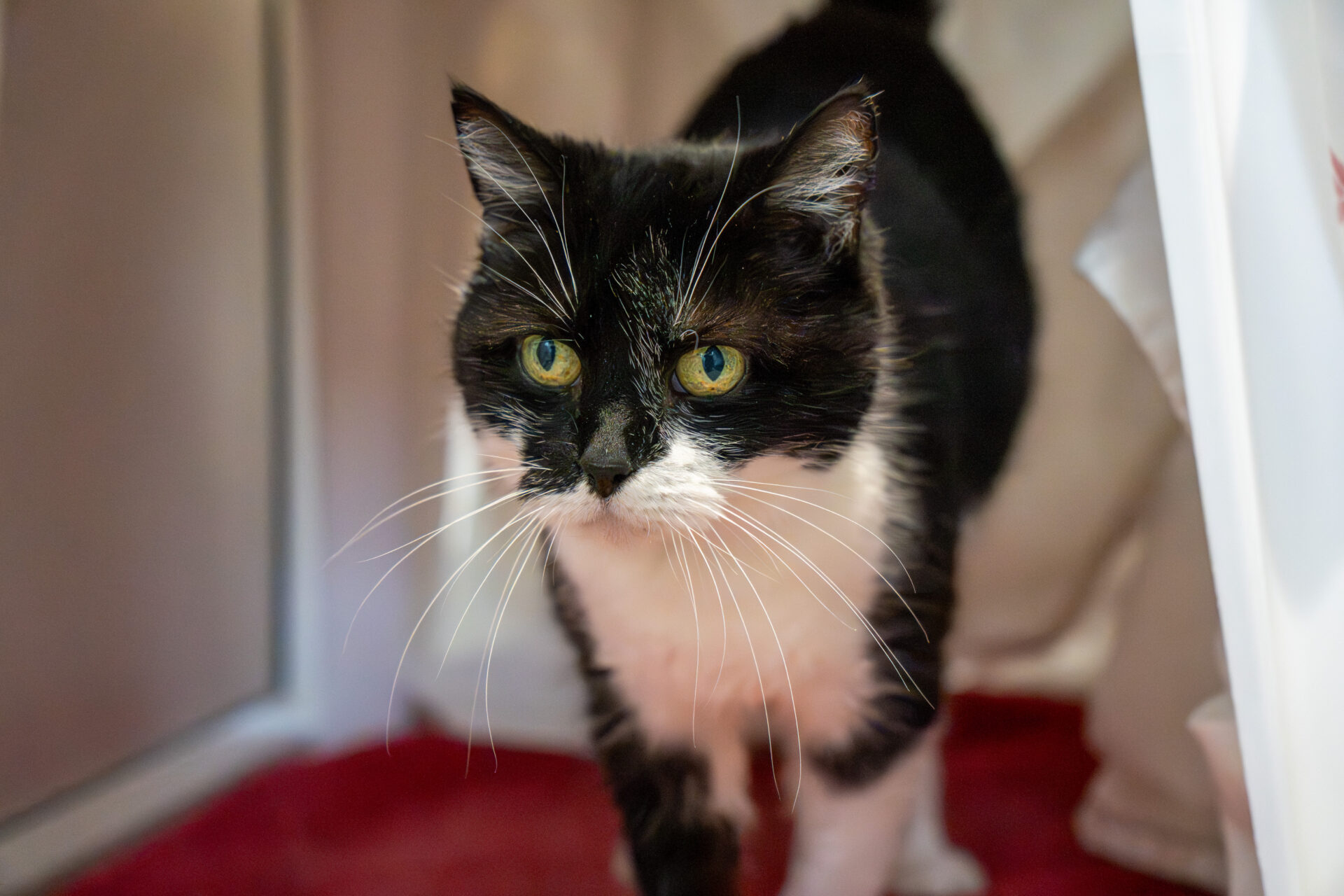 A black and white cat with striking green eyes and long white whiskers stands on a red surface, looking slightly to the side. The background is softly blurred with light and neutral tones.