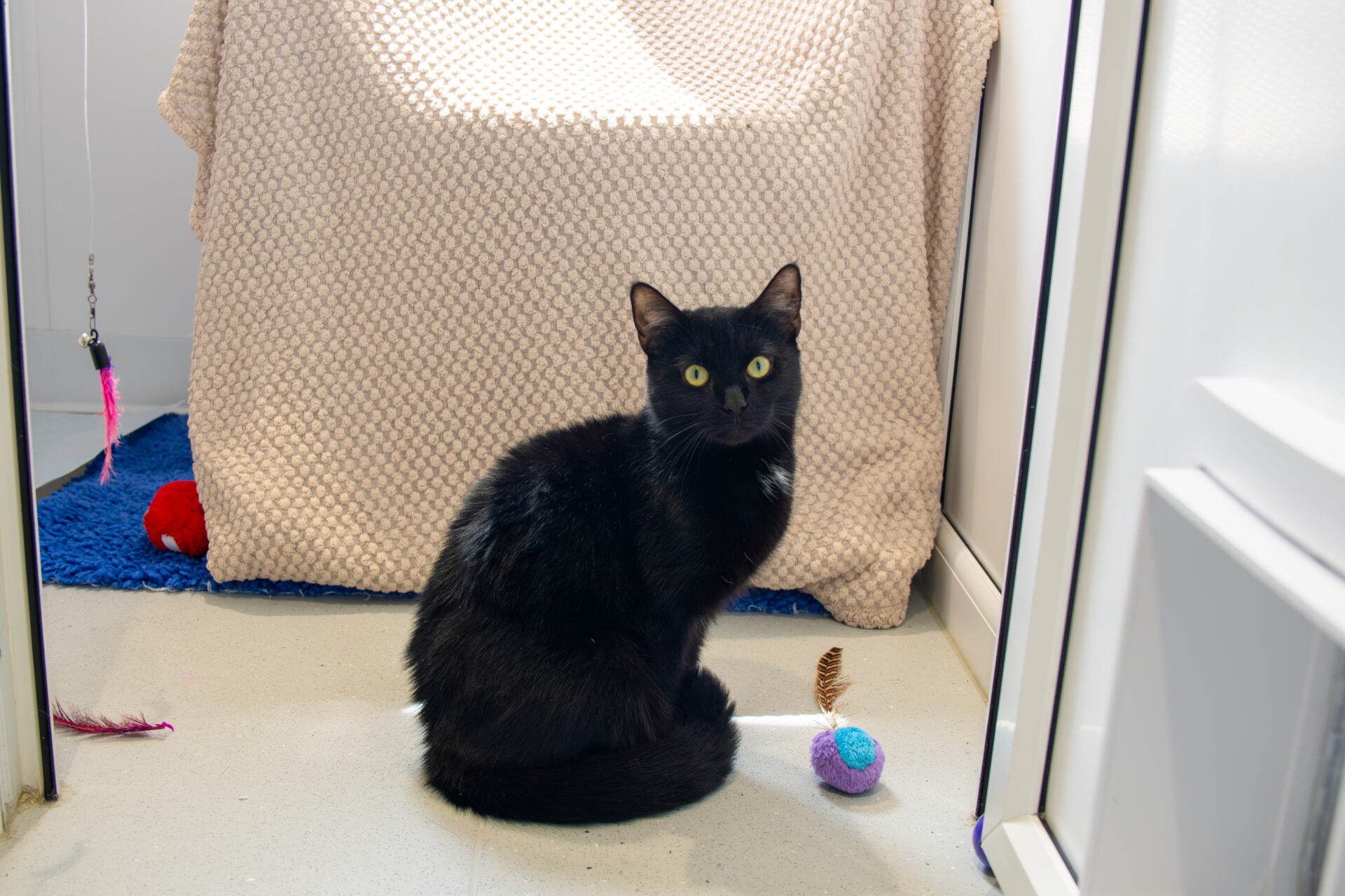 A black cat with yellow eyes sits on a light-coloured floor in front of a textured beige blanket. Colourful cat toys, including a ball with a feather, are scattered nearby. Light streams in from the right.