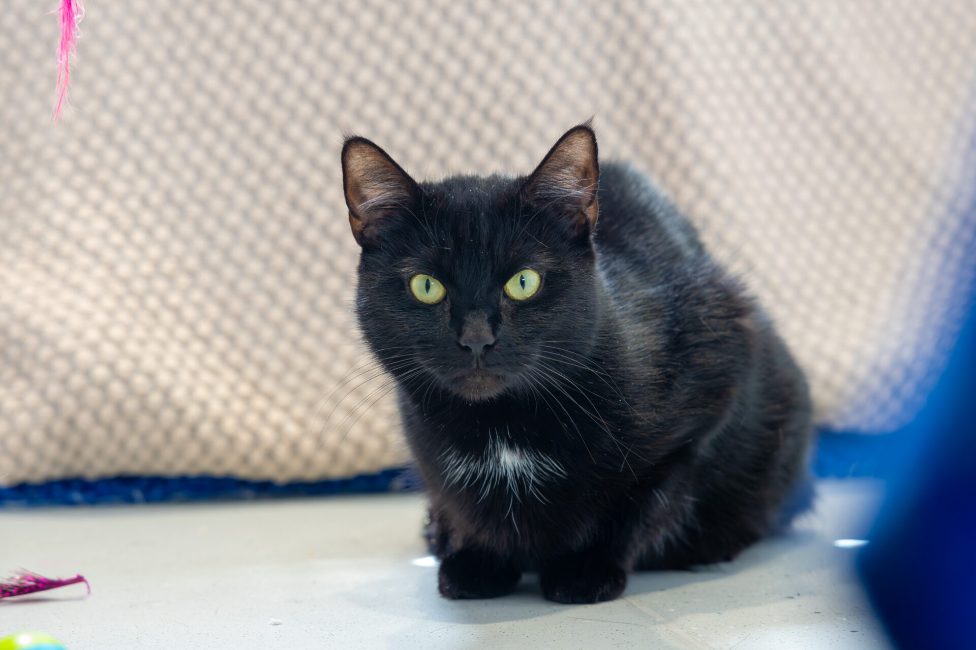 A black cat with green eyes and a small white patch on its chest sits on a light-coloured surface in front of a textured beige background, looking directly at the camera.