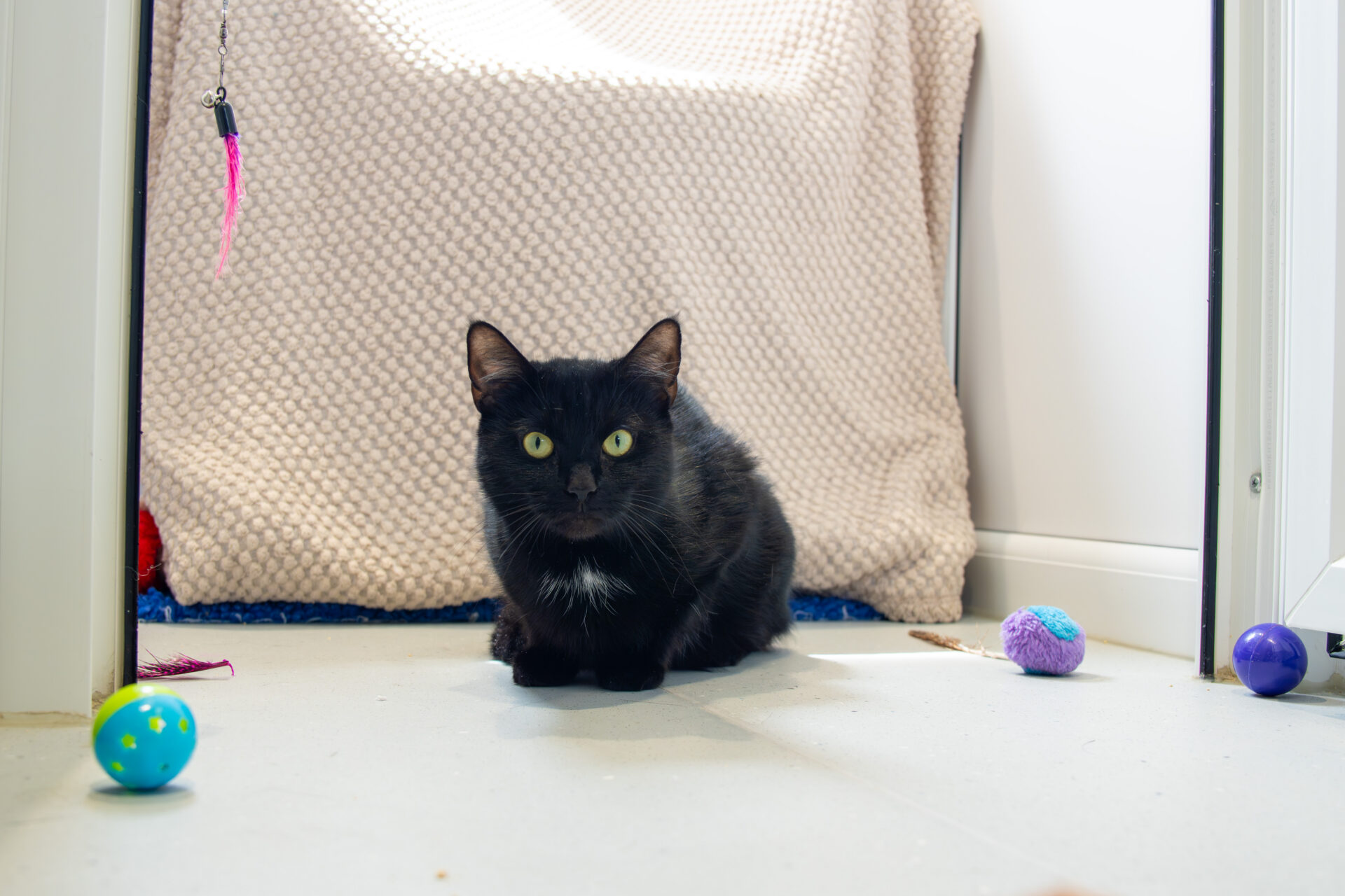 A black cat with green eyes sits on a light floor in front of a beige textured rug, surrounded by colourful cat toys in a bright room.