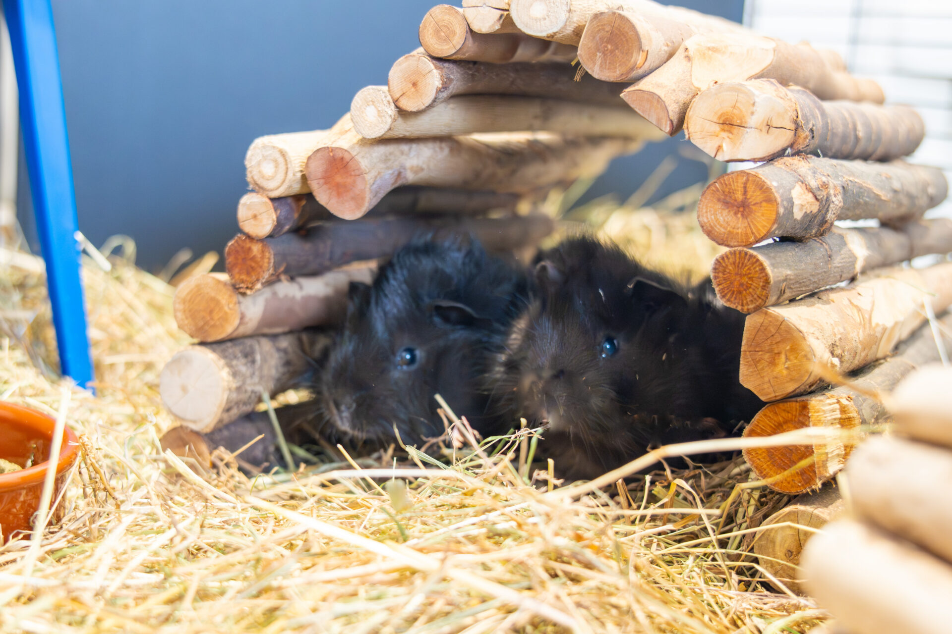 Two black guinea pigs are snuggled together under a small wooden log shelter, surrounded by hay and straw in their enclosure.