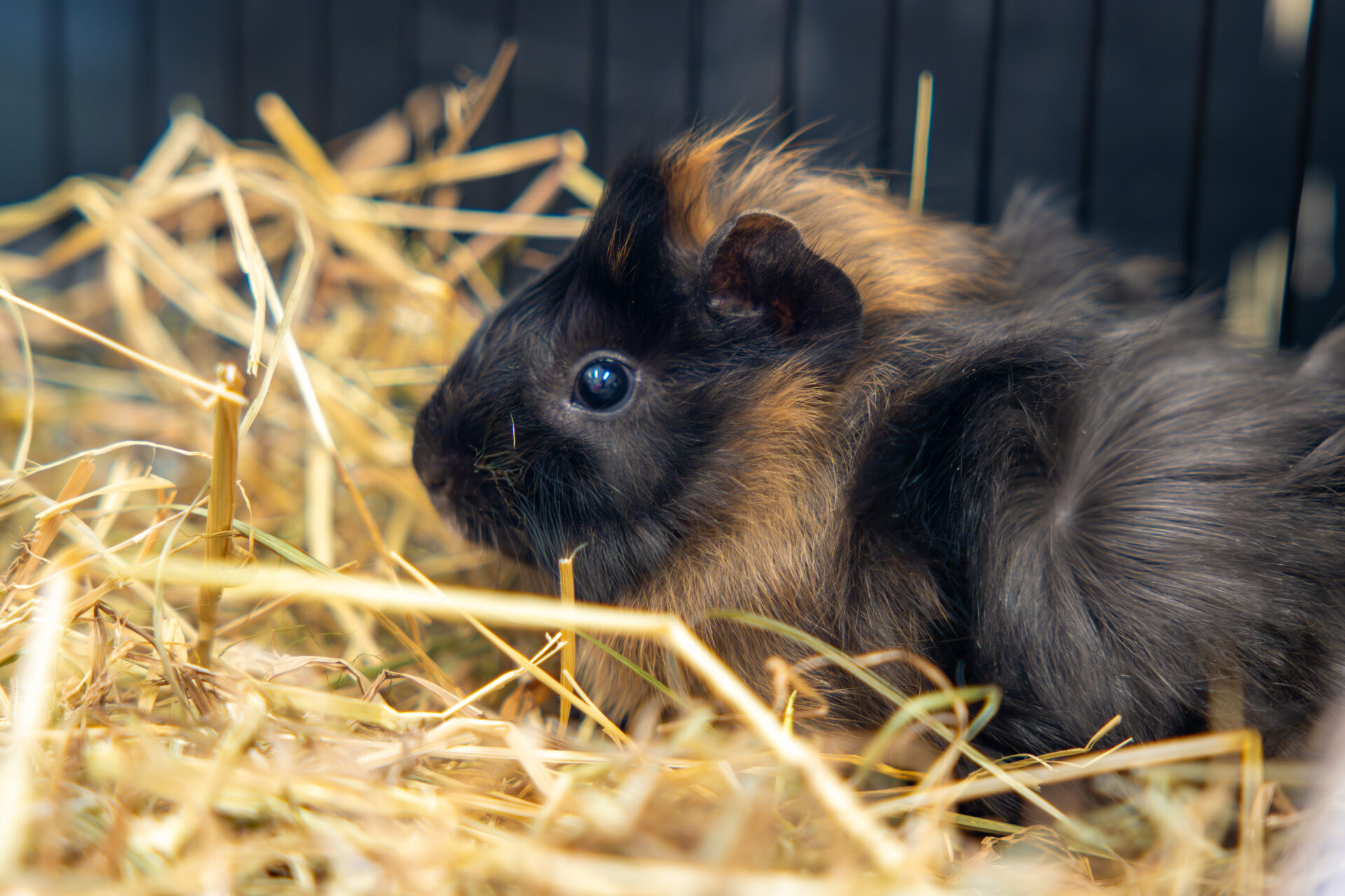 A long-haired black and brown guinea pig sits on a bed of straw, facing left, with a dark background behind it.