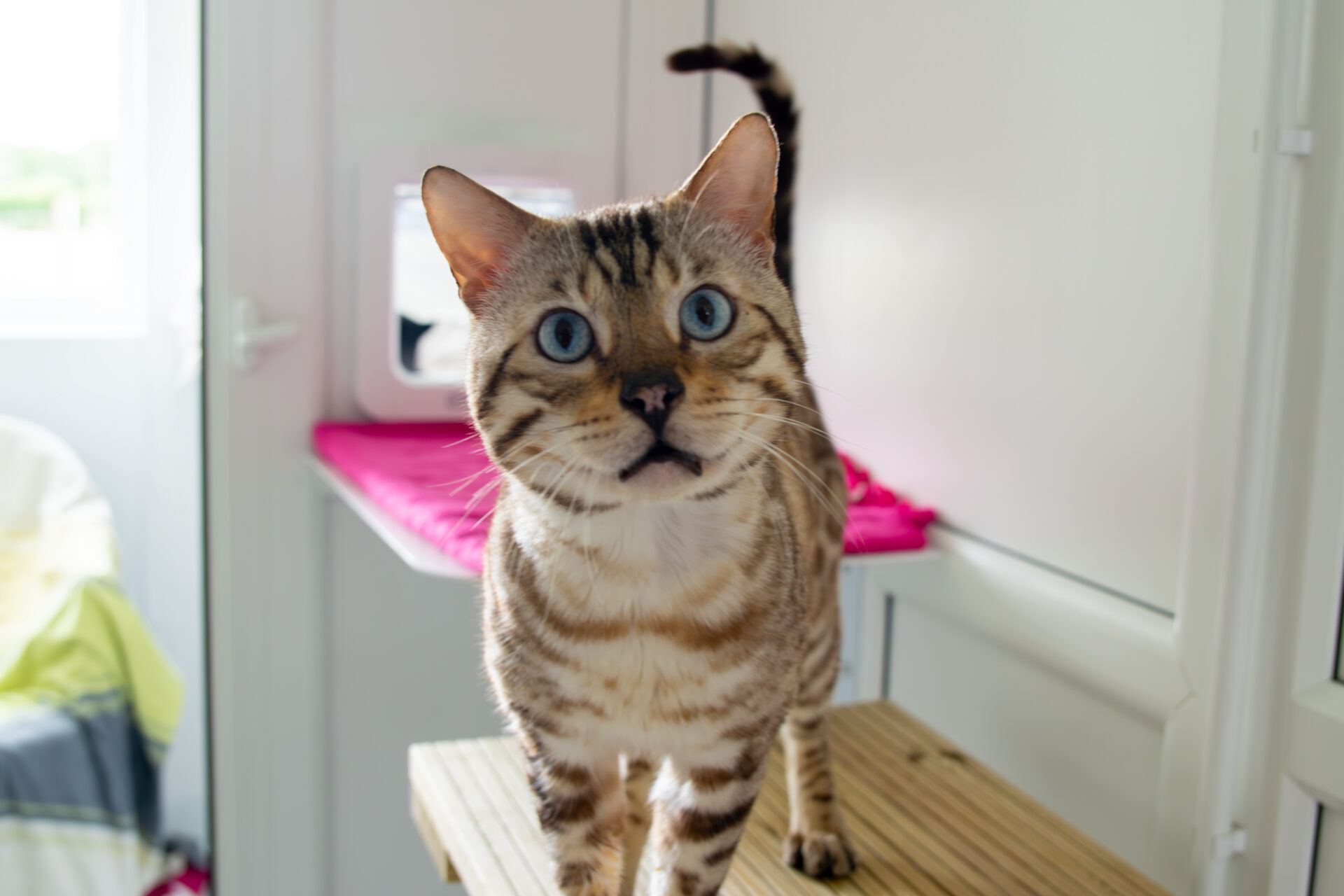 A Bengal cat with blue eyes stands on a wooden surface in a bright room, looking directly at the camera. The background shows a white wall, a door, and a pink mat.