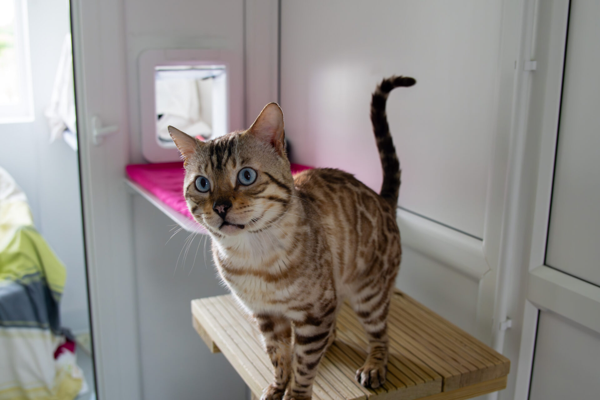 A Bengal cat with blue eyes and a spotted coat stands on a wooden platform indoors, looking alert. Behind the cat, there’s a small open door with a pink mat visible through it.