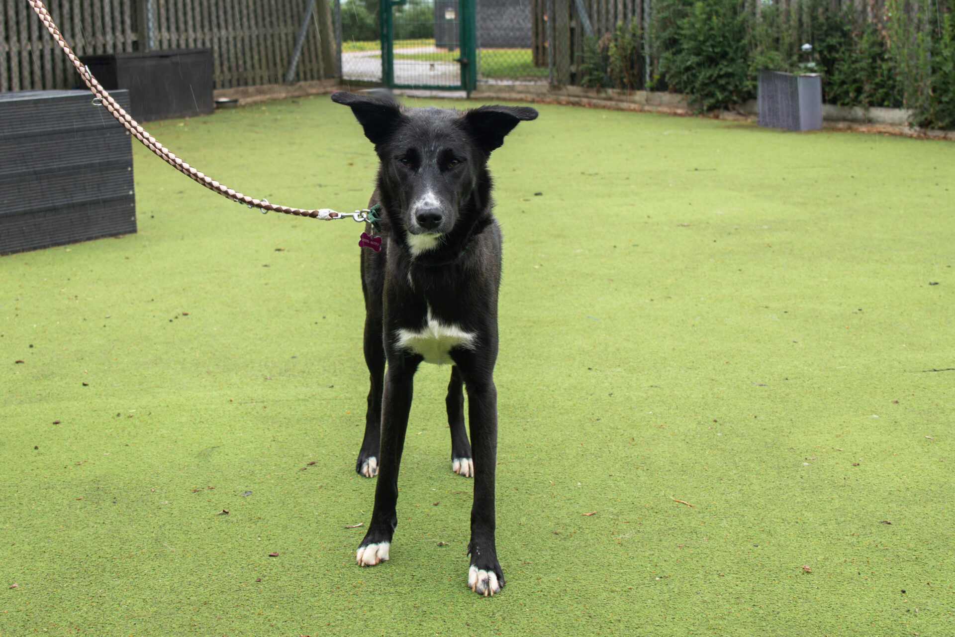A black collie cross dog with a white chest stands on green artificial grass, attached to a lead. The background includes a fence, plants, and an outdoor area.