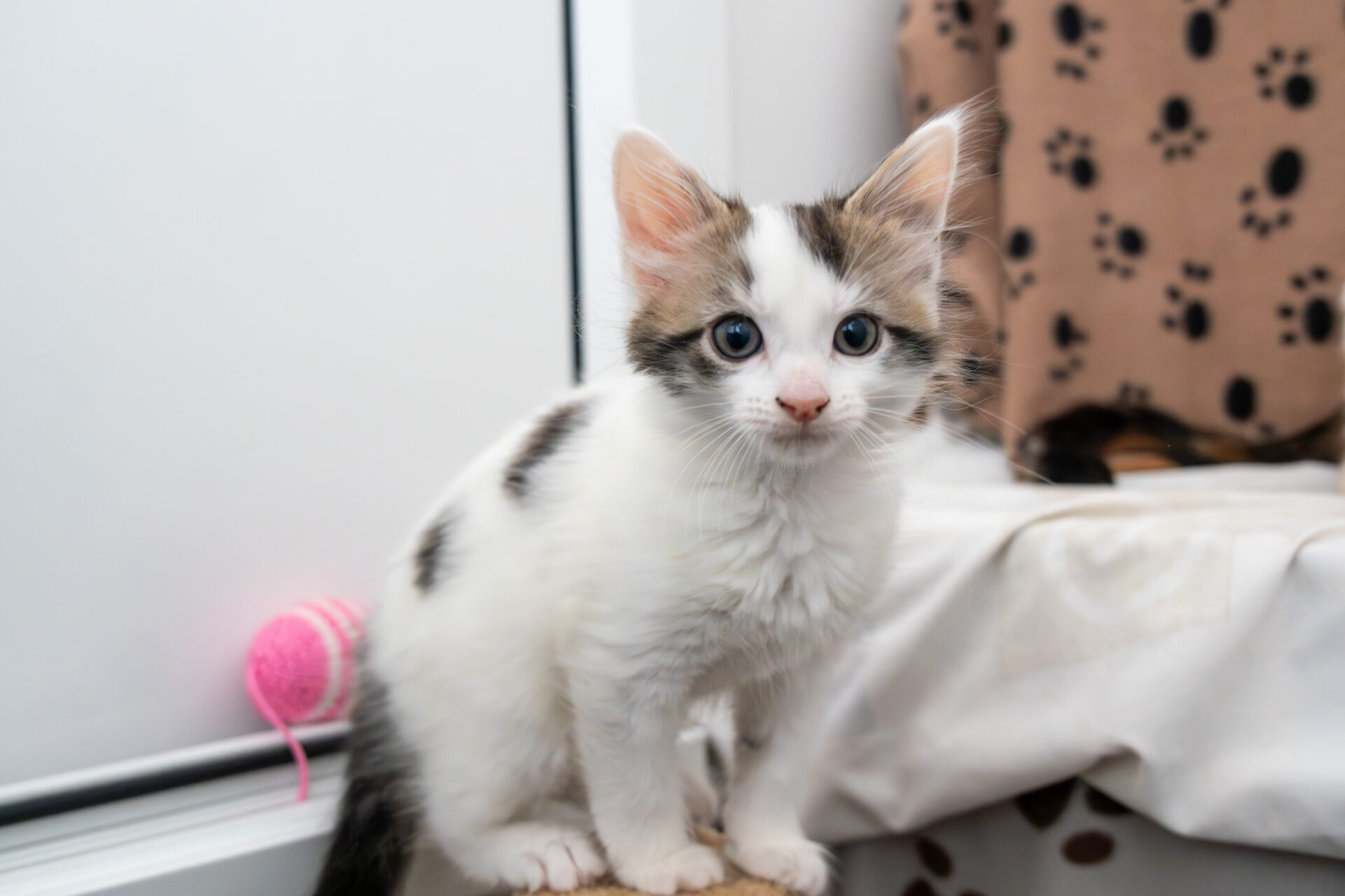 A fluffy white kitten with dark spots and blue eyes sits indoors. A pink ball of wool is behind it, and a blanket with paw prints is draped nearby.