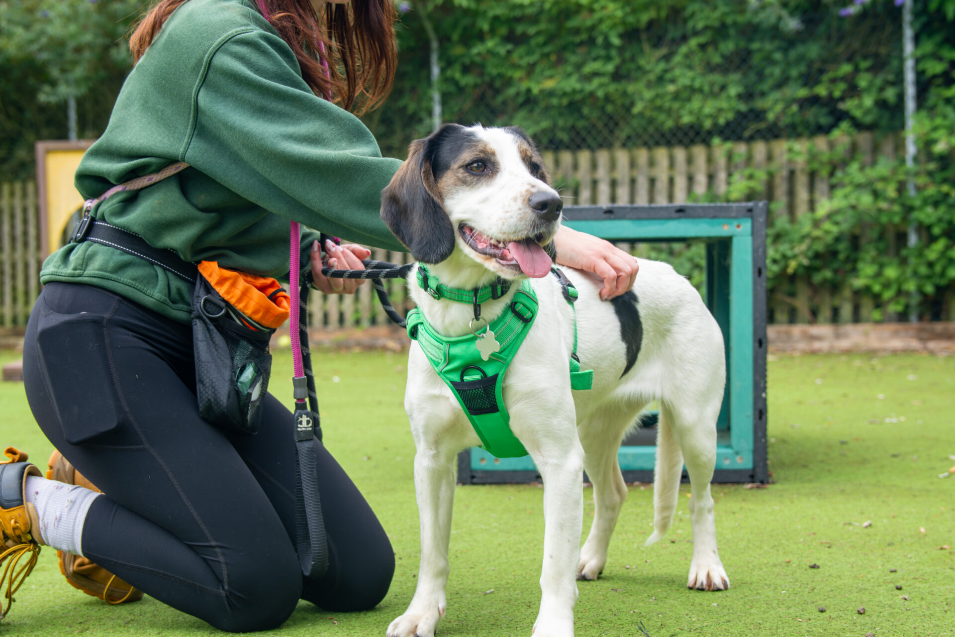 A person kneels next to a white and black dog wearing a green harness outdoors on grass, gently holding and reassuring the dog, with a fence and greenery in the background.