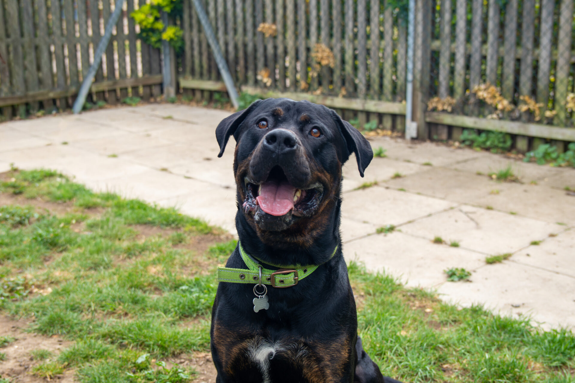 A large black and brown dog with a green collar sits on grass in a fenced back garden, looking up with its mouth open and tongue out, appearing happy.