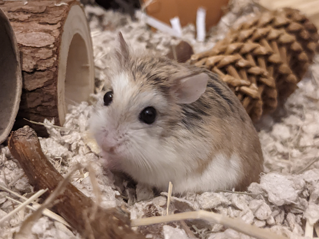 A small, fluffy hamster with brown and white fur sits on shredded bedding in a habitat, surrounded by wood, a pine cone, and cardboard tubes.
