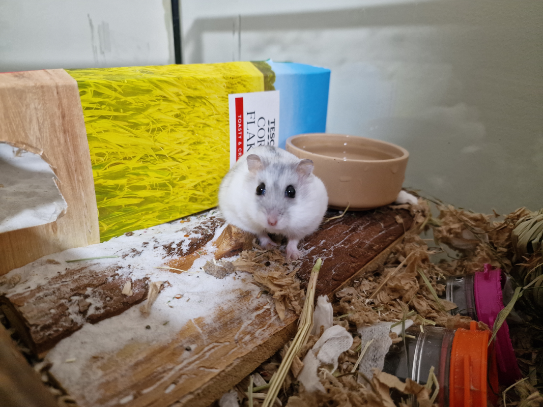 A small, fluffy white and grey hamster sits on wood shavings in its enclosure, with a tan water bowl, a yellow and blue hiding house, and some hamster toys nearby.