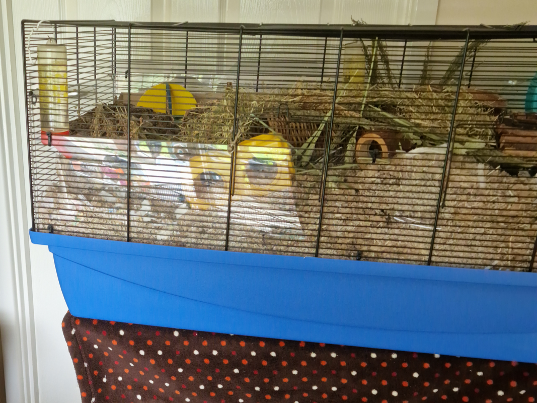A blue and black cage sits on a brown, polka-dotted surface. Inside, there is hay, bedding, a yellow plastic hideout, a water bottle, and other small accessories for a pet, likely a rodent or small mammal.