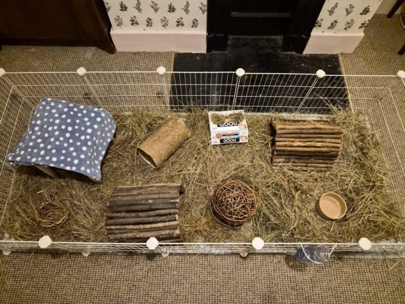 A 6ft x 2ft C&C cage for a pair or trio of guinea pigs with hay covering the floor area, multiple hiding spaces and willow chew toys.