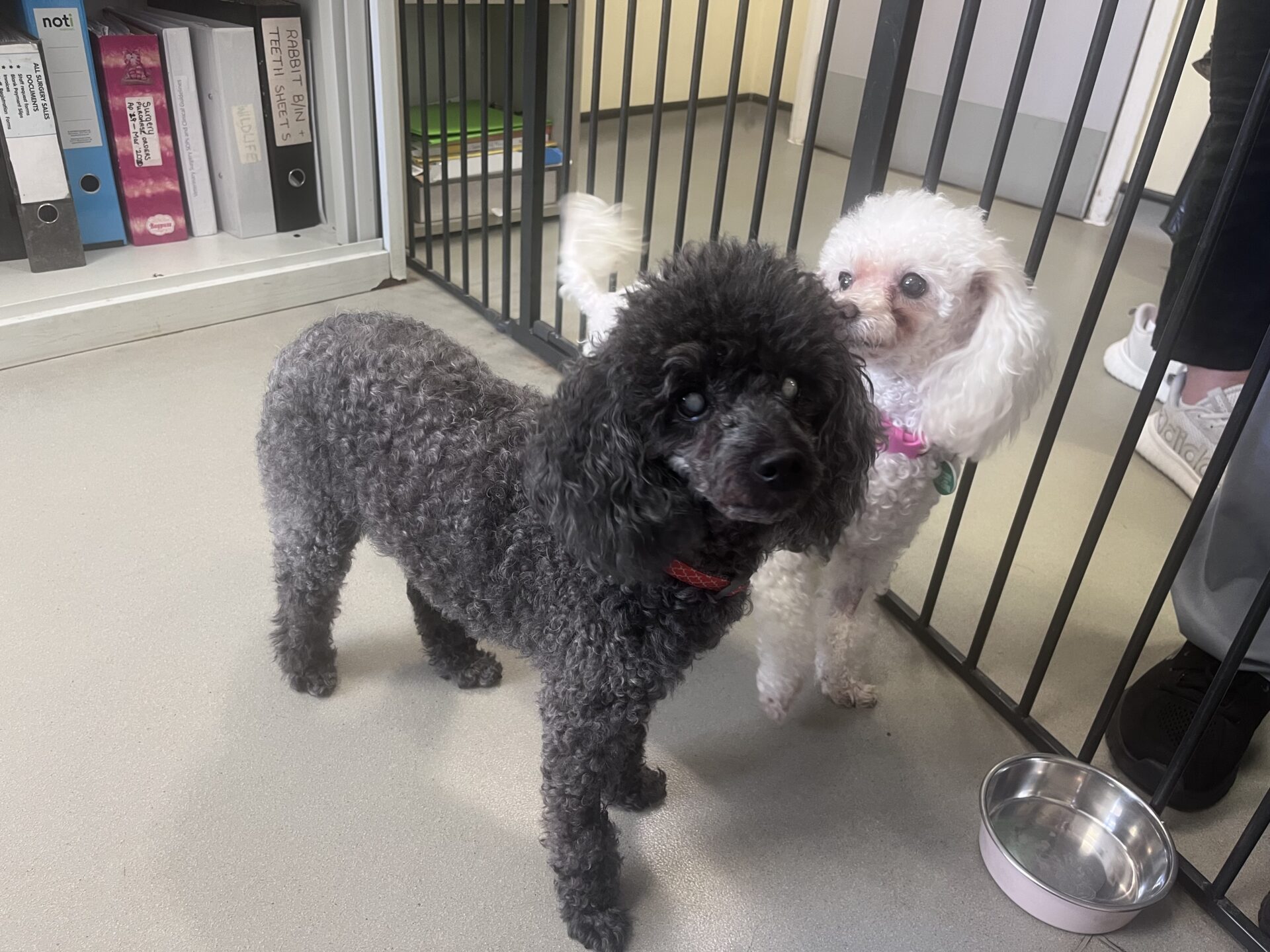 Candi and Ash the poodles, one black and one white, stand on a light-coloured floor near a metal gate indoors. Files and folders fill the shelves in the background, with a metal water bowl on the floor nearby.