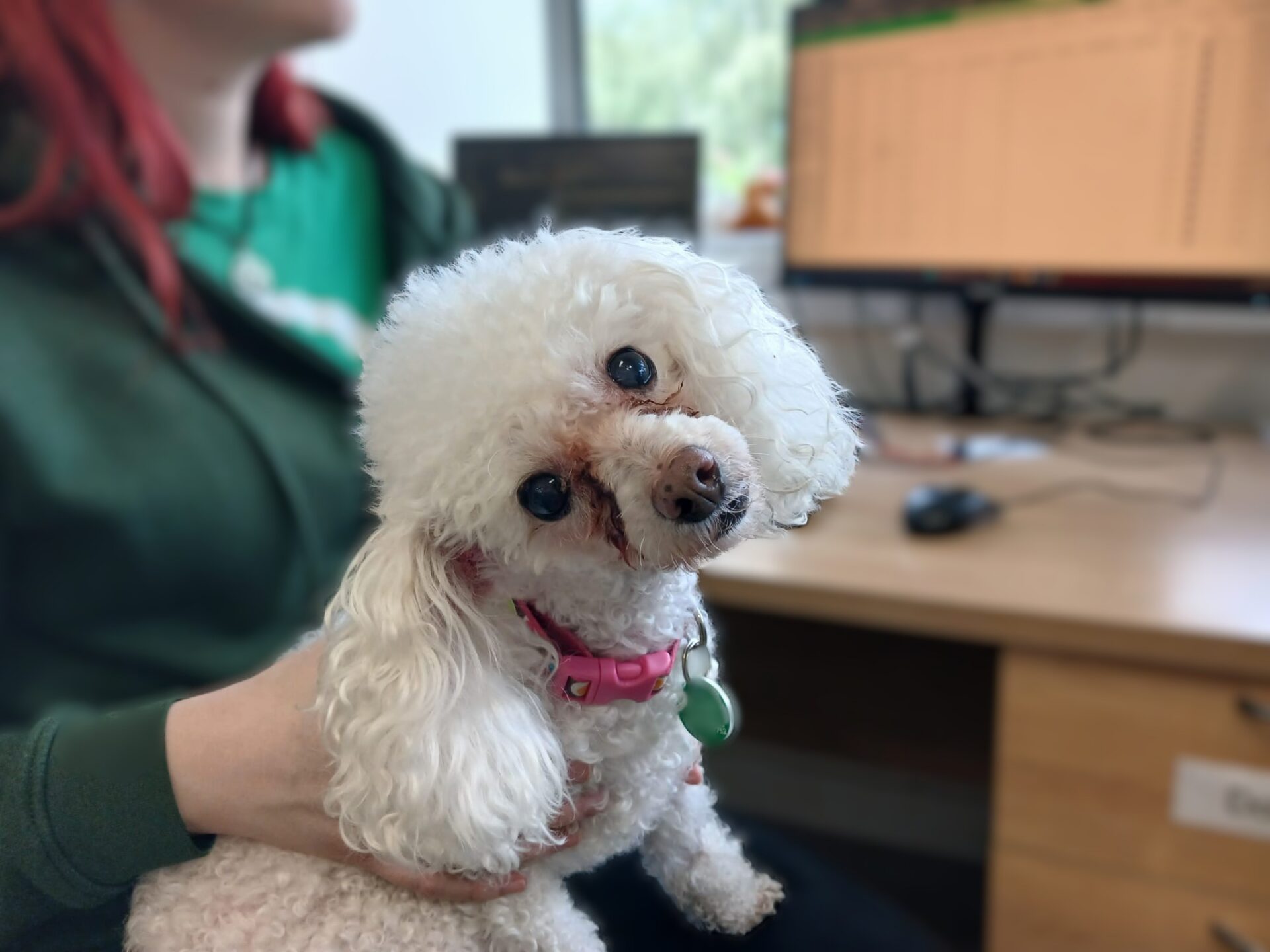 A small white poodle Candi with a pink collar is being held by a person at a desk, with a computer monitor and keyboard in the background. The dog is looking at the camera with its head tilted.