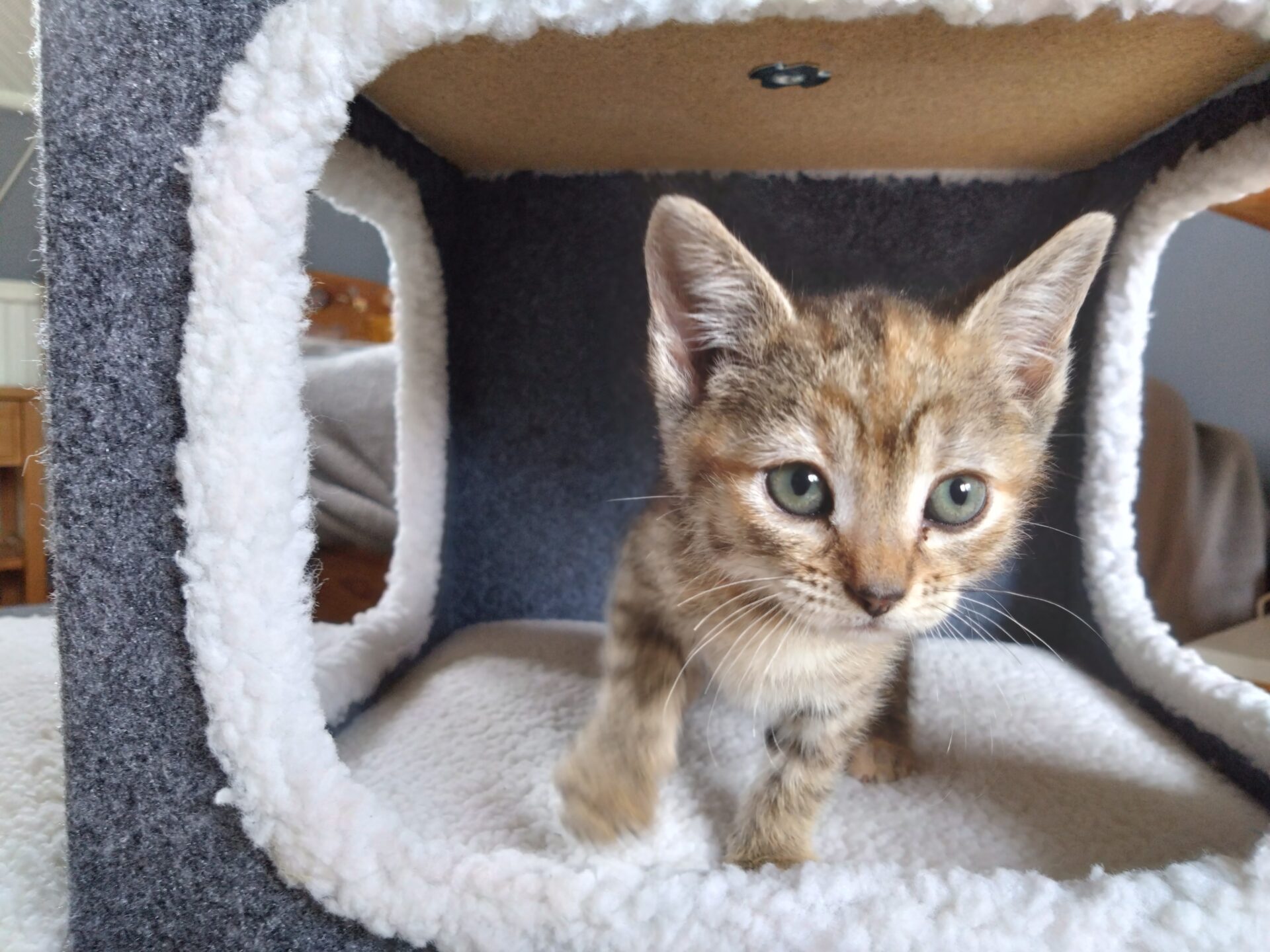 A small tabby kitten with big green eyes stands inside a soft, grey and white cubed cat bed, looking curious and alert.