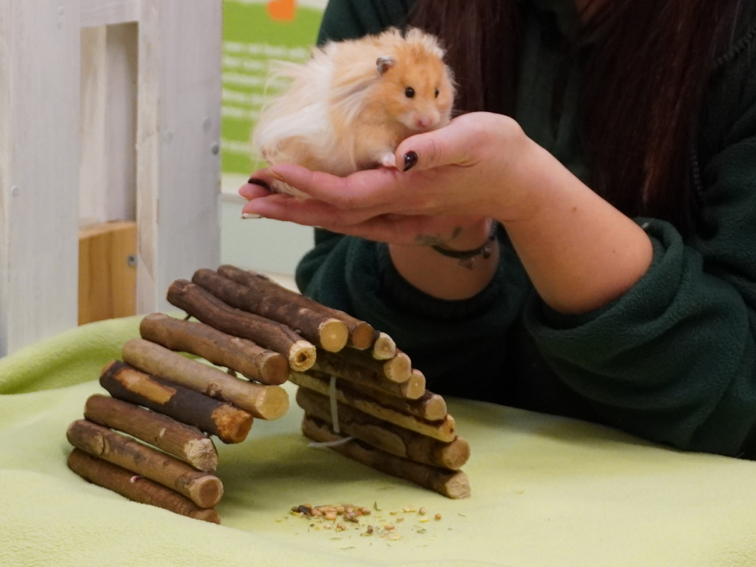 A person in a green jumper holds a fluffy golden hamster in their hands above a small wooden bridge on a green blanket. Some food crumbs are scattered on the blanket near the bridge.