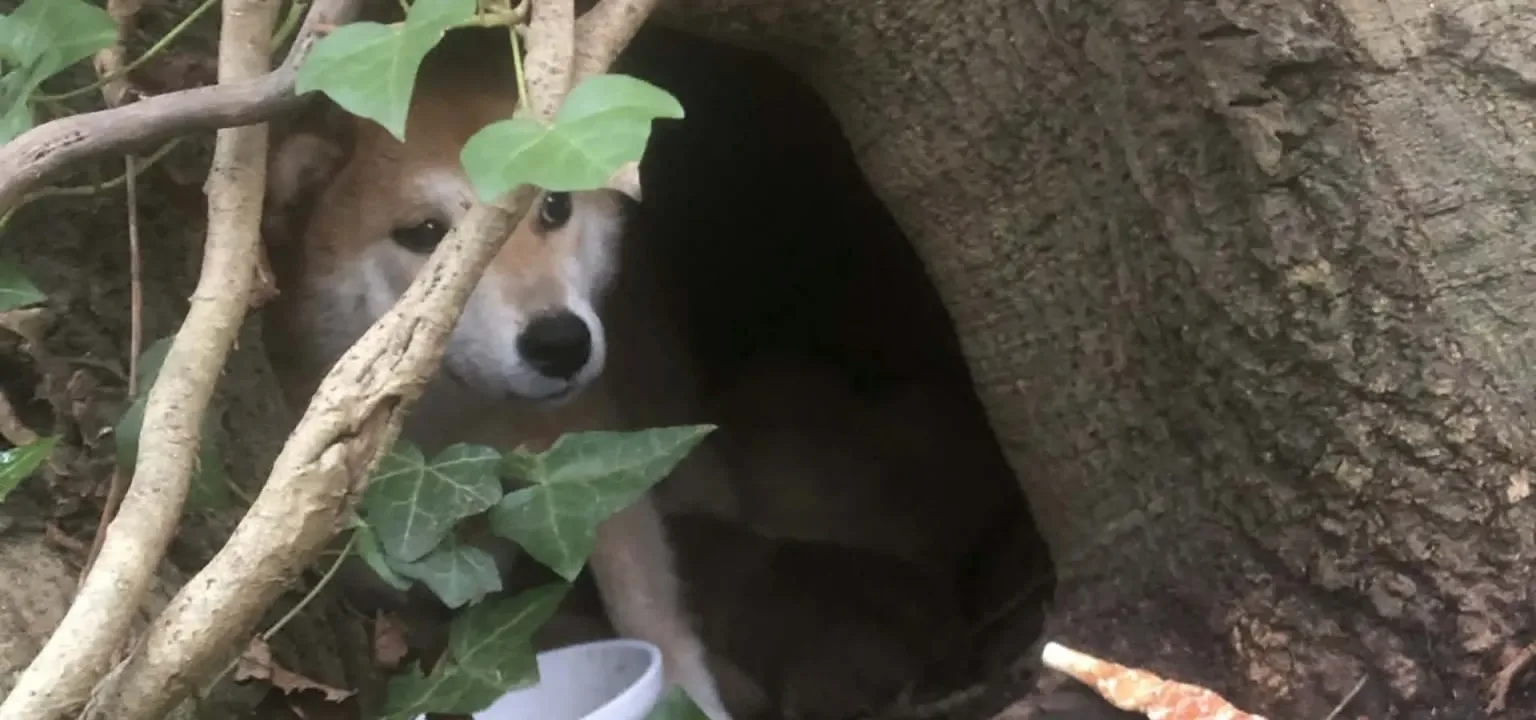 A light brown dog with white markings sits inside a hollow tree, partially hidden by branches and ivy leaves. A white bowl and an orange stick lie nearby.
