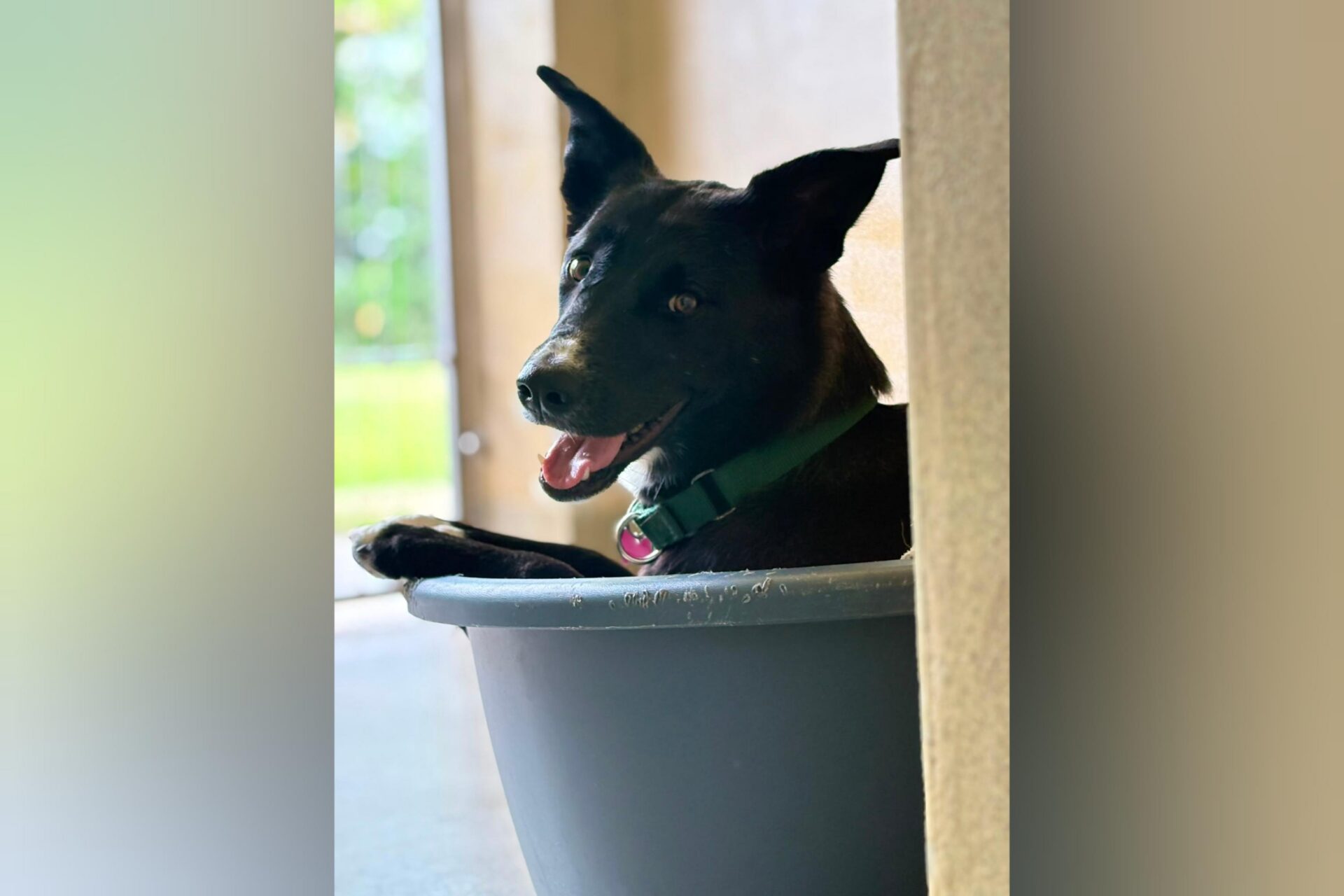 A black figgy dog with pointy ears sits comfortably in a grey plastic tub, looking to the side with its mouth open and tongue visible. The collie wears a green collar and appears happy indoors near a bright window.