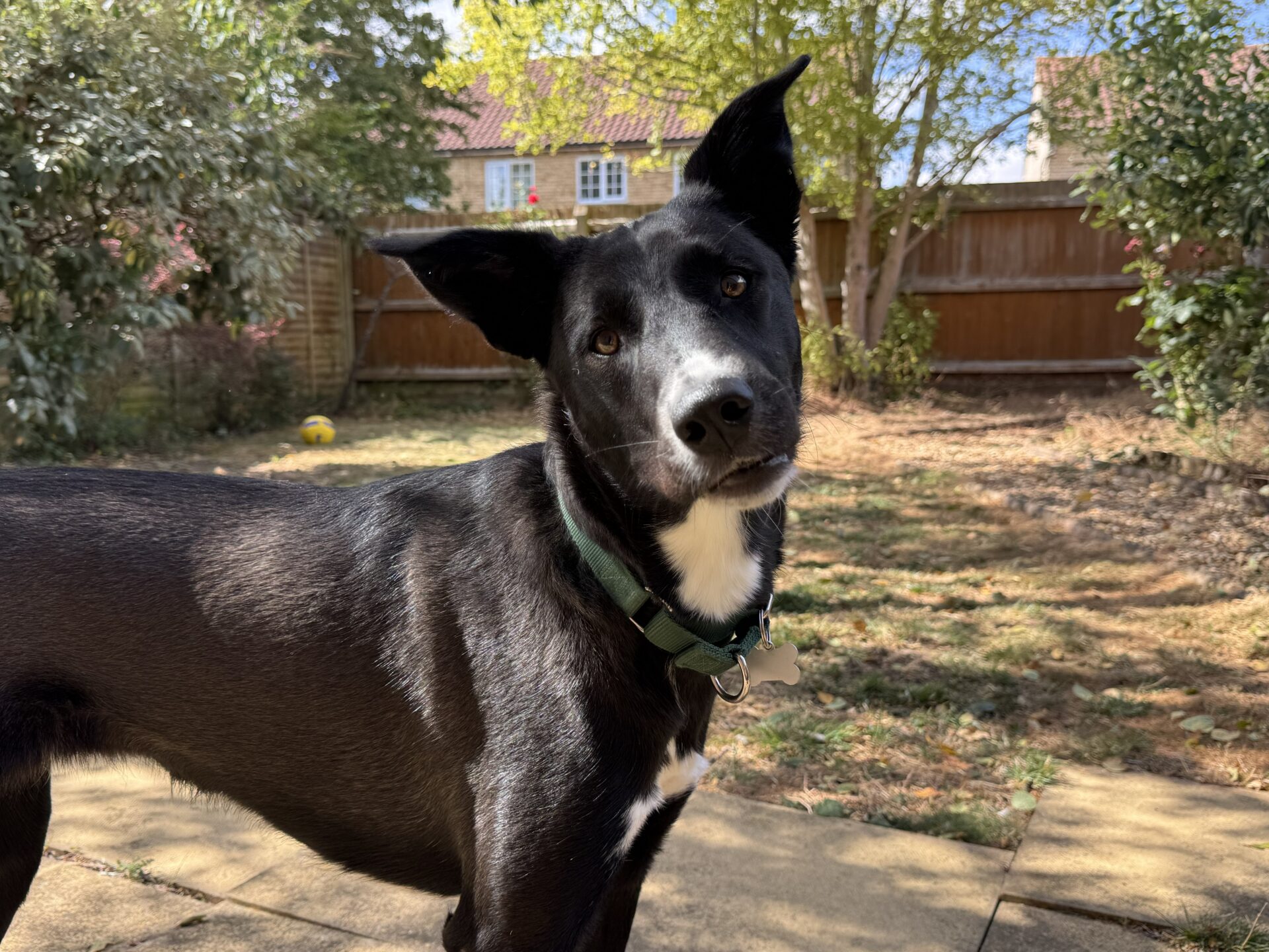 A black dog with a white chest and green collar stands outdoors on a sunny day, looking at the camera with one ear up. There is a wooden fence and trees in the background.