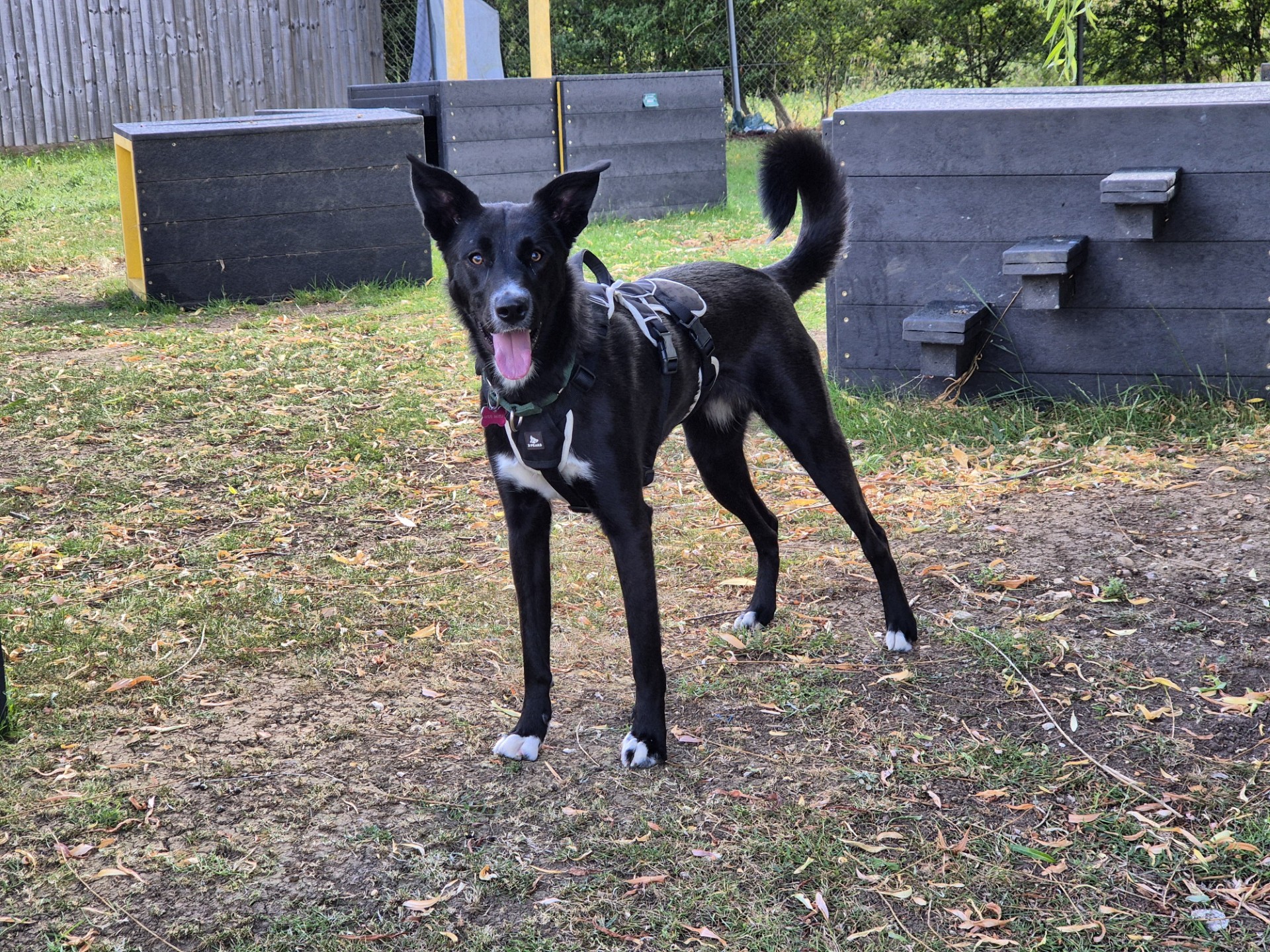 A figgy dog collie with white paws and chest stands alert on grass, wearing a harness. The collie has upright ears and its mouth open. Behind it are dark wooden agility obstacles and a fenced area.