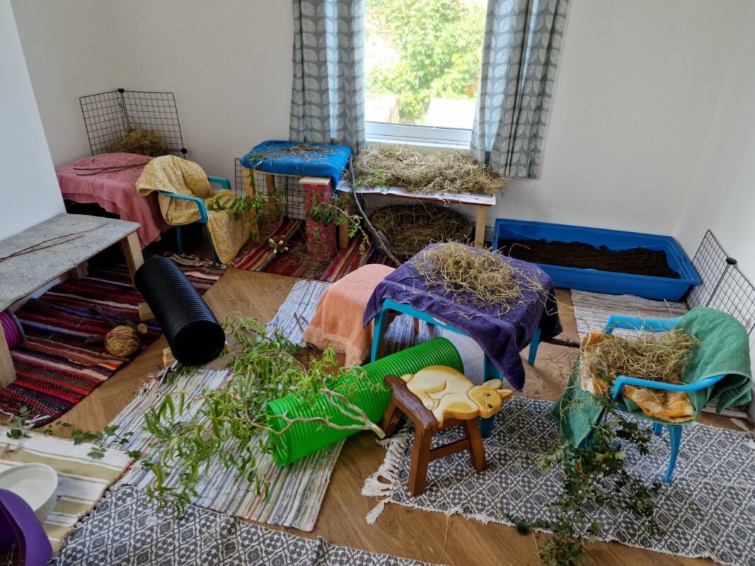 A brightly lit room with cages, tunnels, hay piles, branches, and towels set up on furniture and carpets, creating an indoor play area for small animals like guinea pigs or rabbits. A window with curtains lets in natural light.